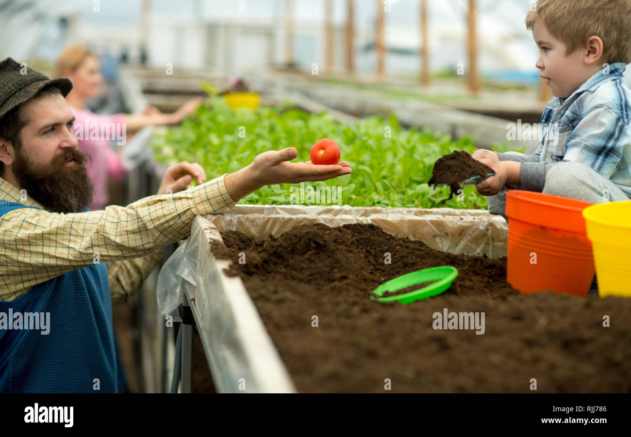 harvest. family keep rich harvest in greenhouse. harvest in harvesting