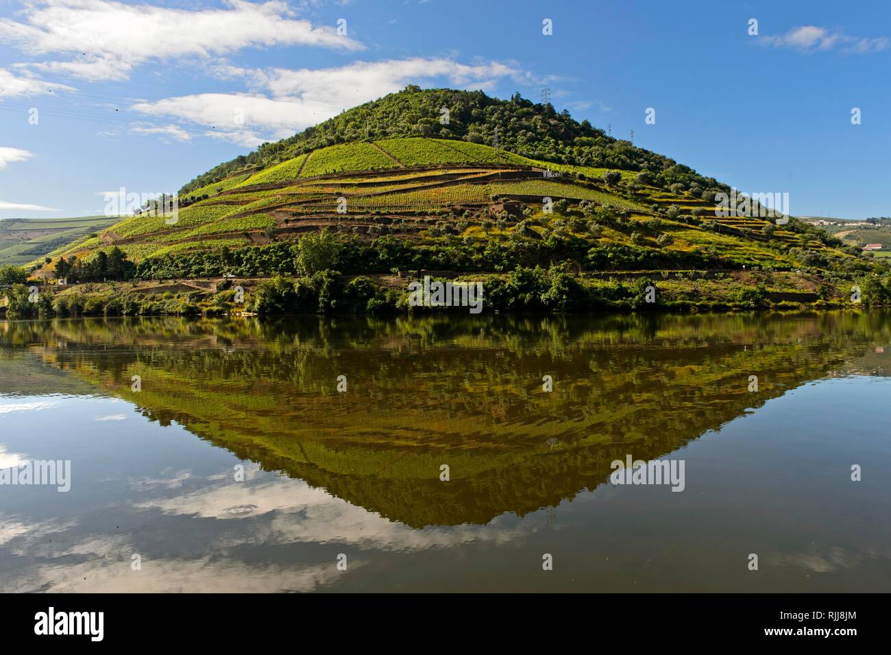 Vineyard reflected in the river Douro near Pinhao, Douro valley, Portugal Stock Photo