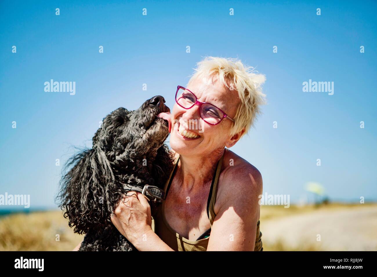 Dog, king poodle, licking the face of a laughing woman, Portbail, Normandy, France Stock Photo