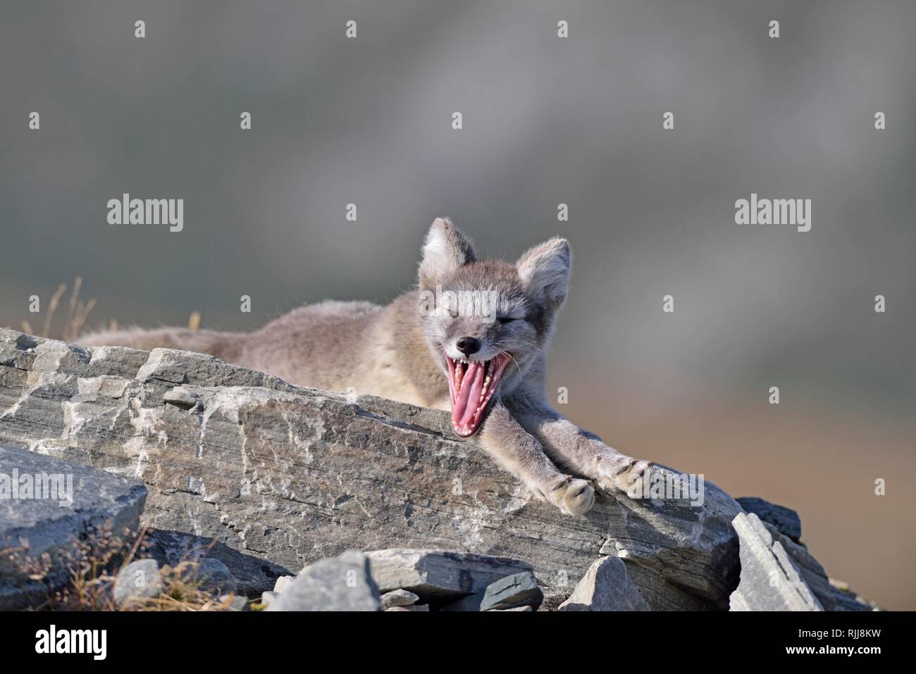 Arctic fox (Vulpes lagopus), young lying on a rock and yawning, Dovrefjell, Norway Stock Photo