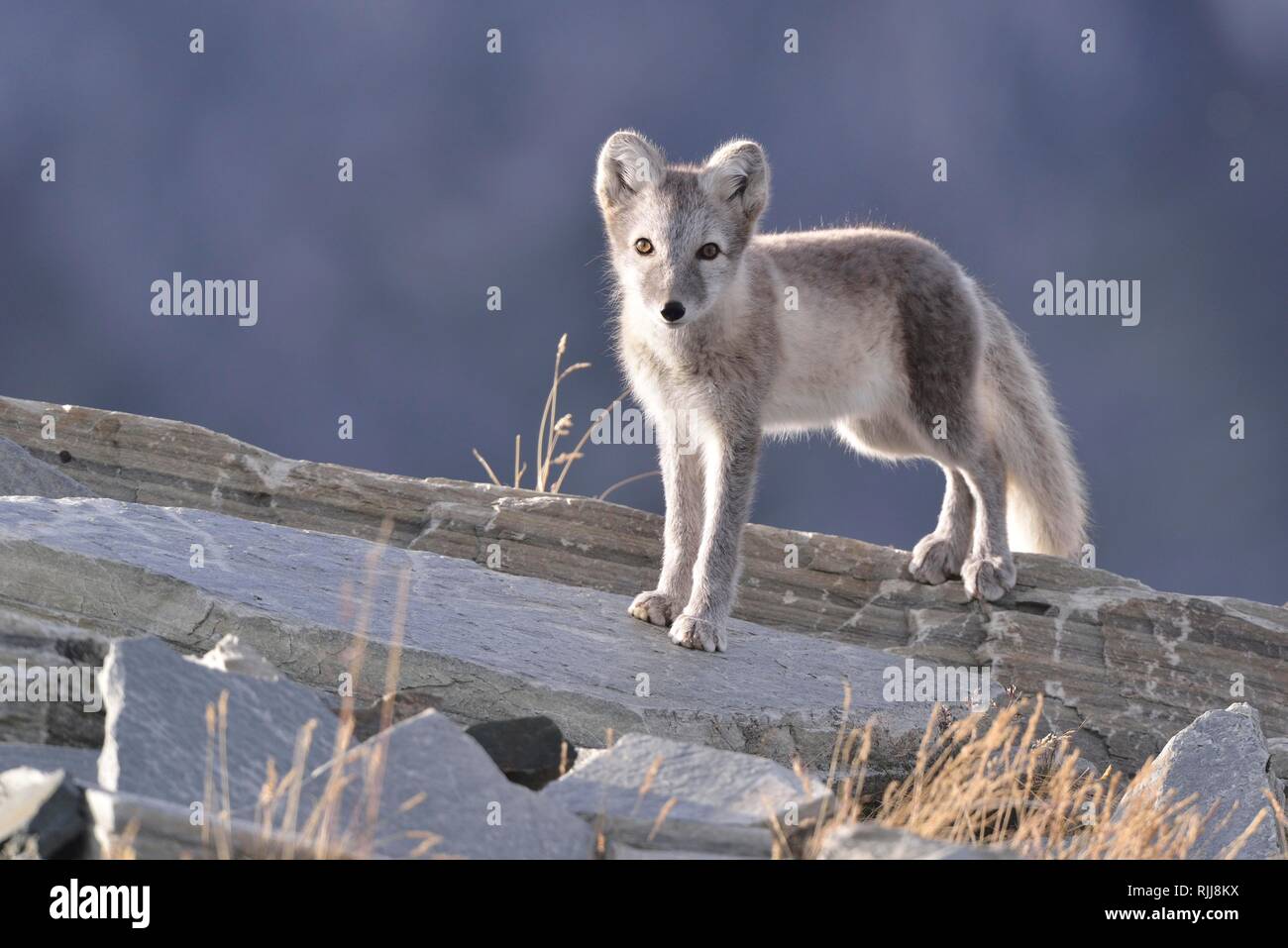 Arctic fox (Vulpes lagopus), kitten standing on a rock, Dovrefjell, Norway Stock Photo