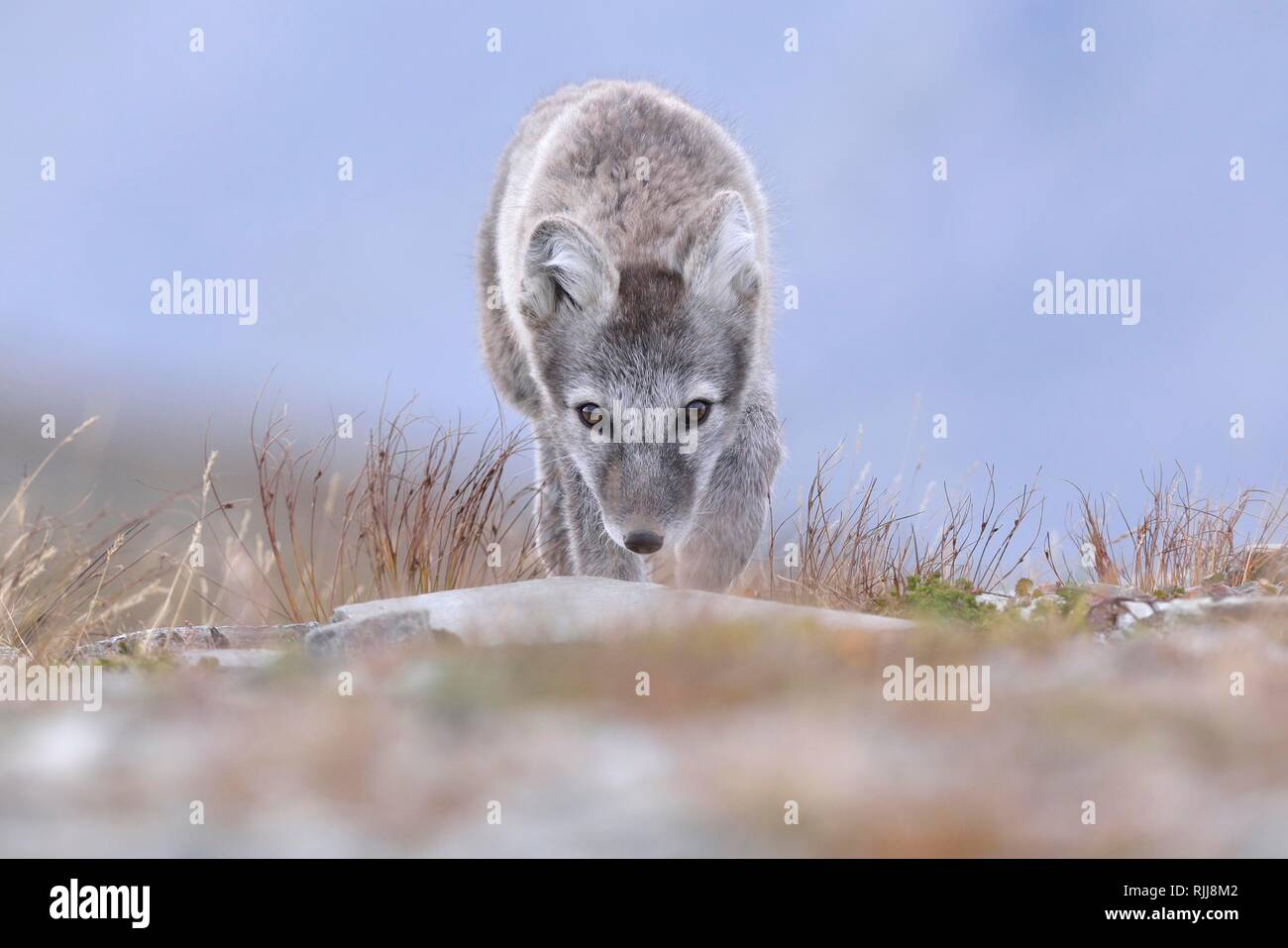 Arctic fox (Vulpes lagopus), young stalking animal, Dovrefjell, Norway Stock Photo