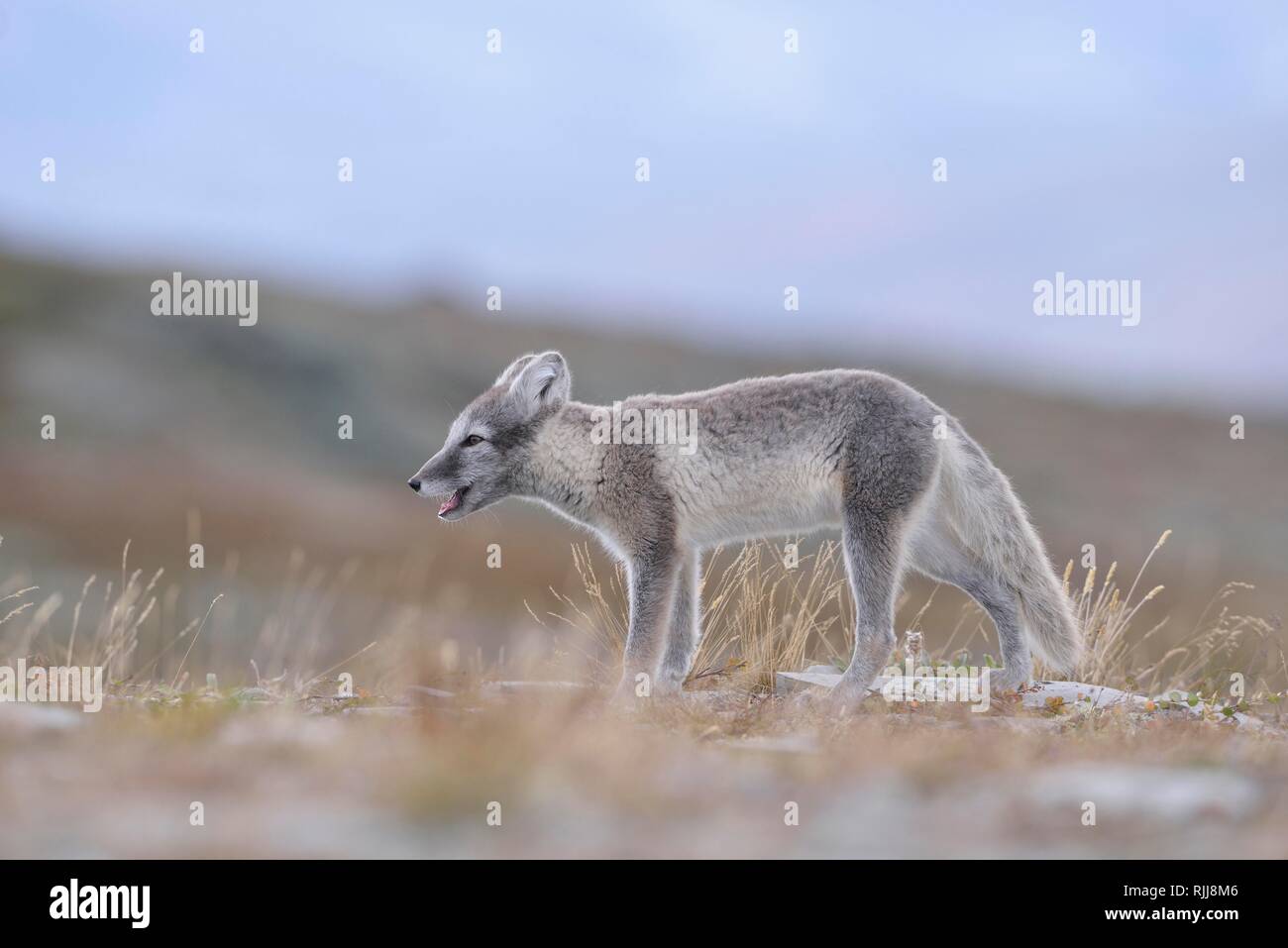 Arctic fox (Vulpes lagopus), young, Dovrefjell, Norway Stock Photo