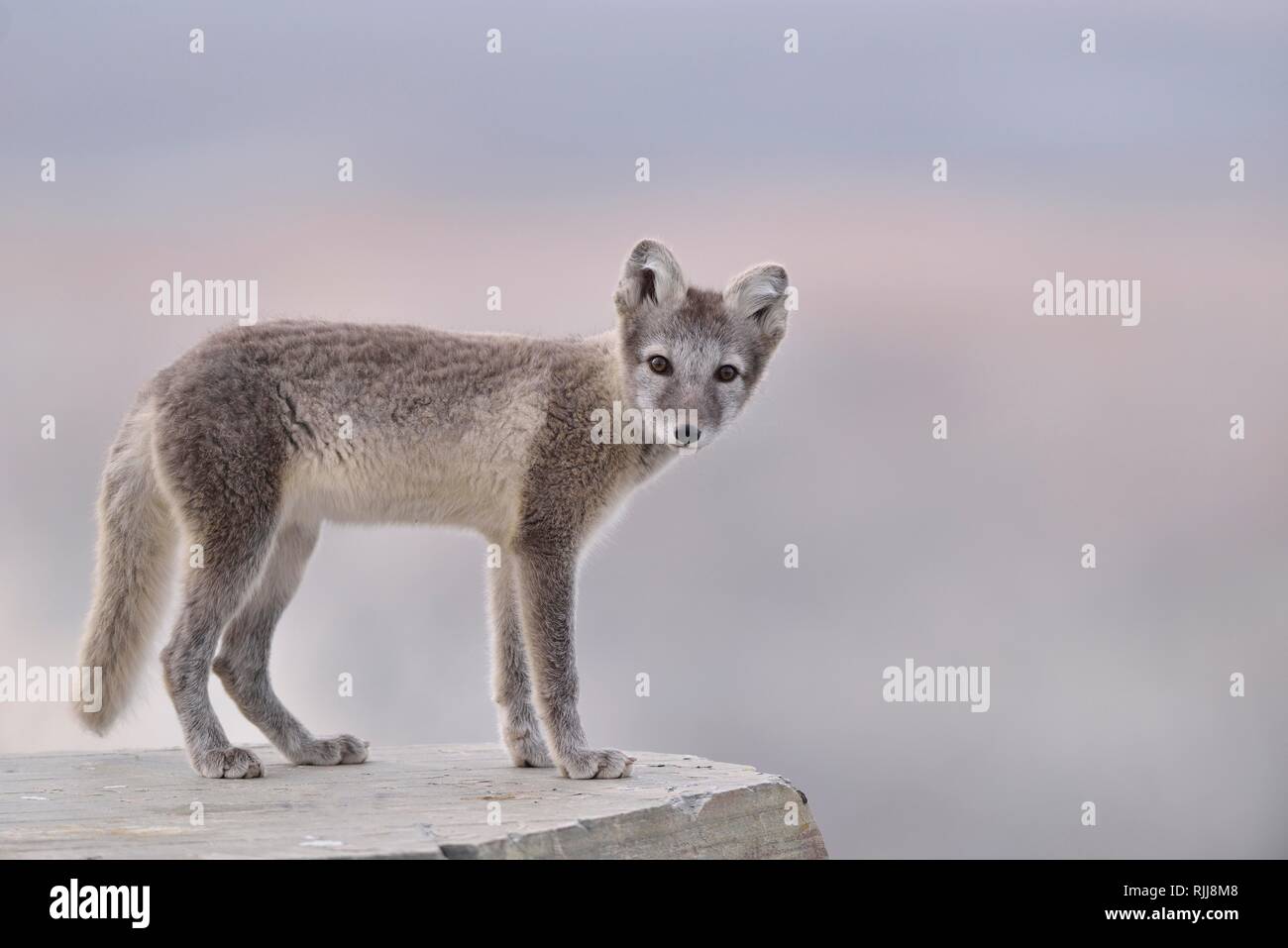 Arctic fox (Vulpes lagopus), kitten standing on a rock, Dovrefjell, Norway Stock Photo