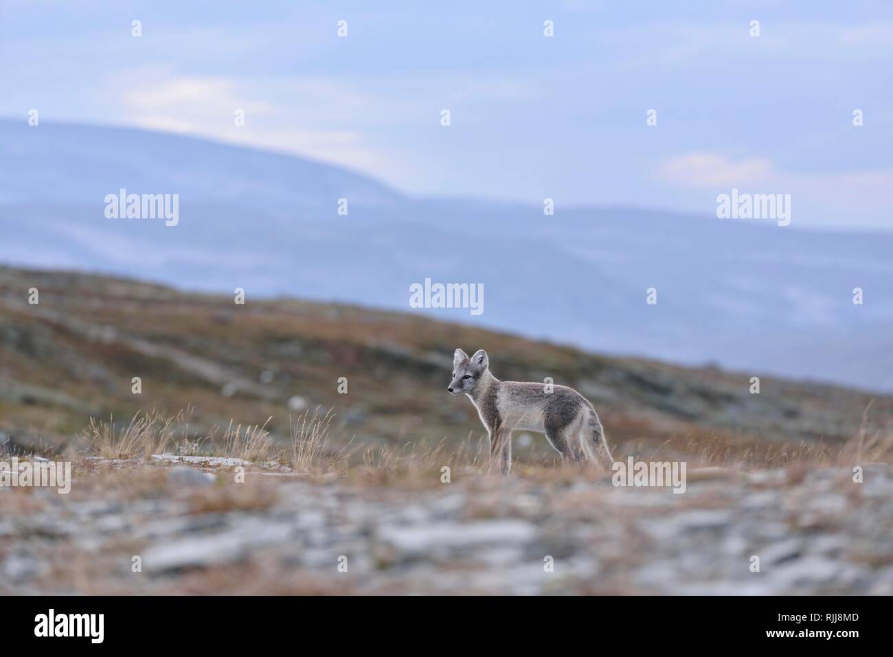 Arctic fox (Vulpes lagopus), young animal stands in Fjell, Dovrefjell, Norway Stock Photo