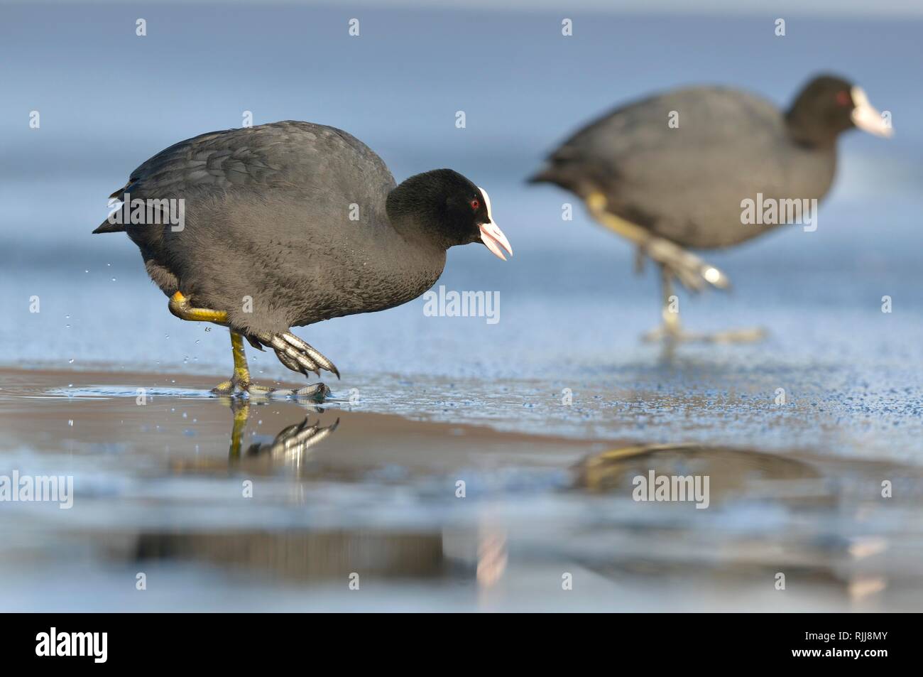 Common coots (Fulica atra), adults standing on ice on frozen lake, Saxony, Germany Stock Photo