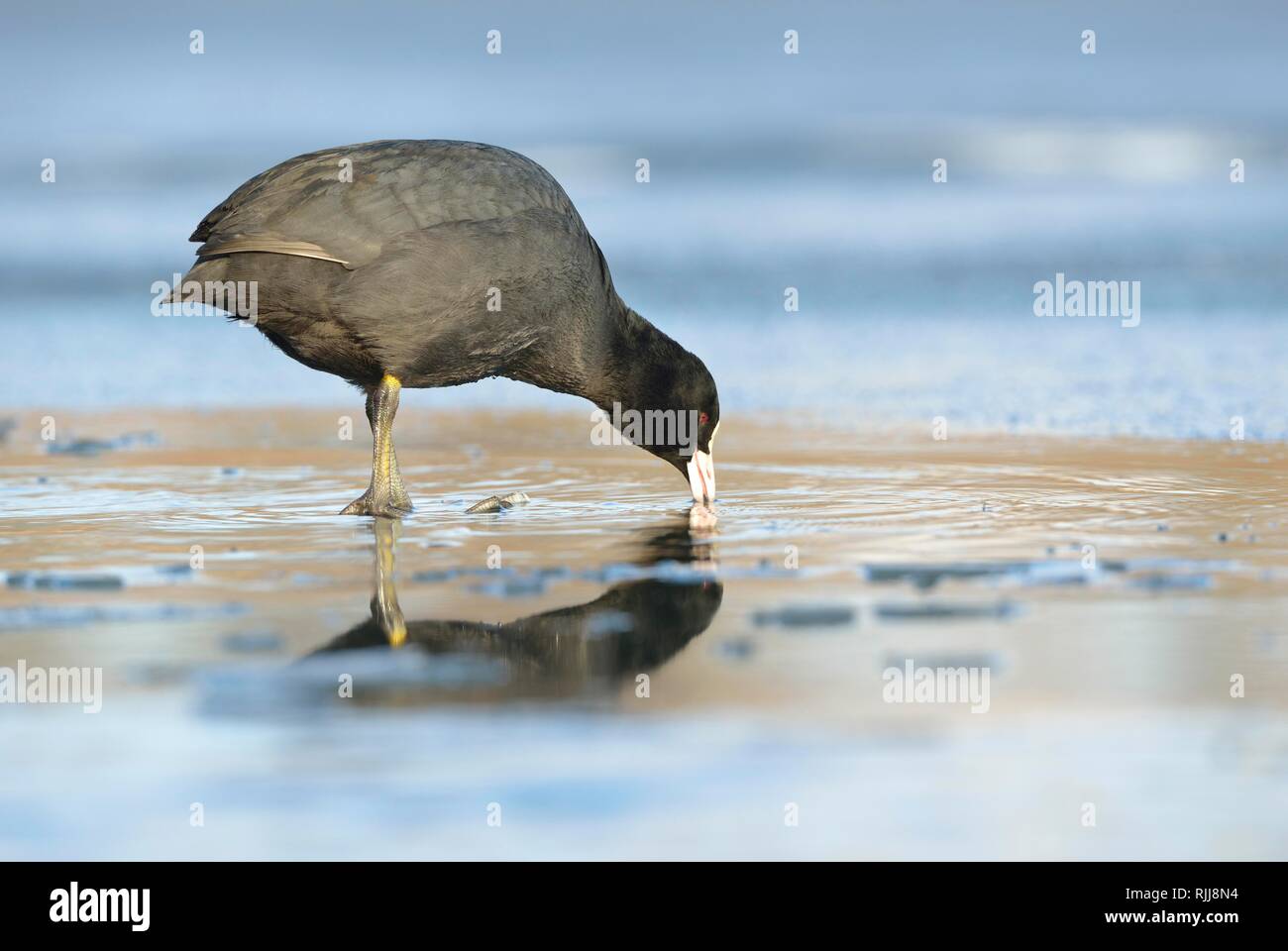 Common coot (Fulica atra), adult animal stands on the ice on frozen lake and drinks, Saxony, Germany Stock Photo