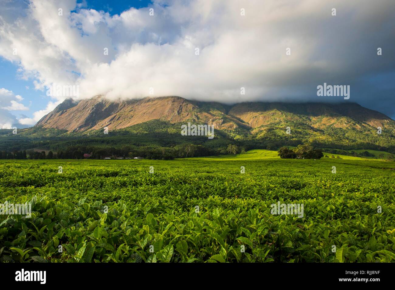 Tea plantation at Mount Mulanje, Malawi Stock Photo