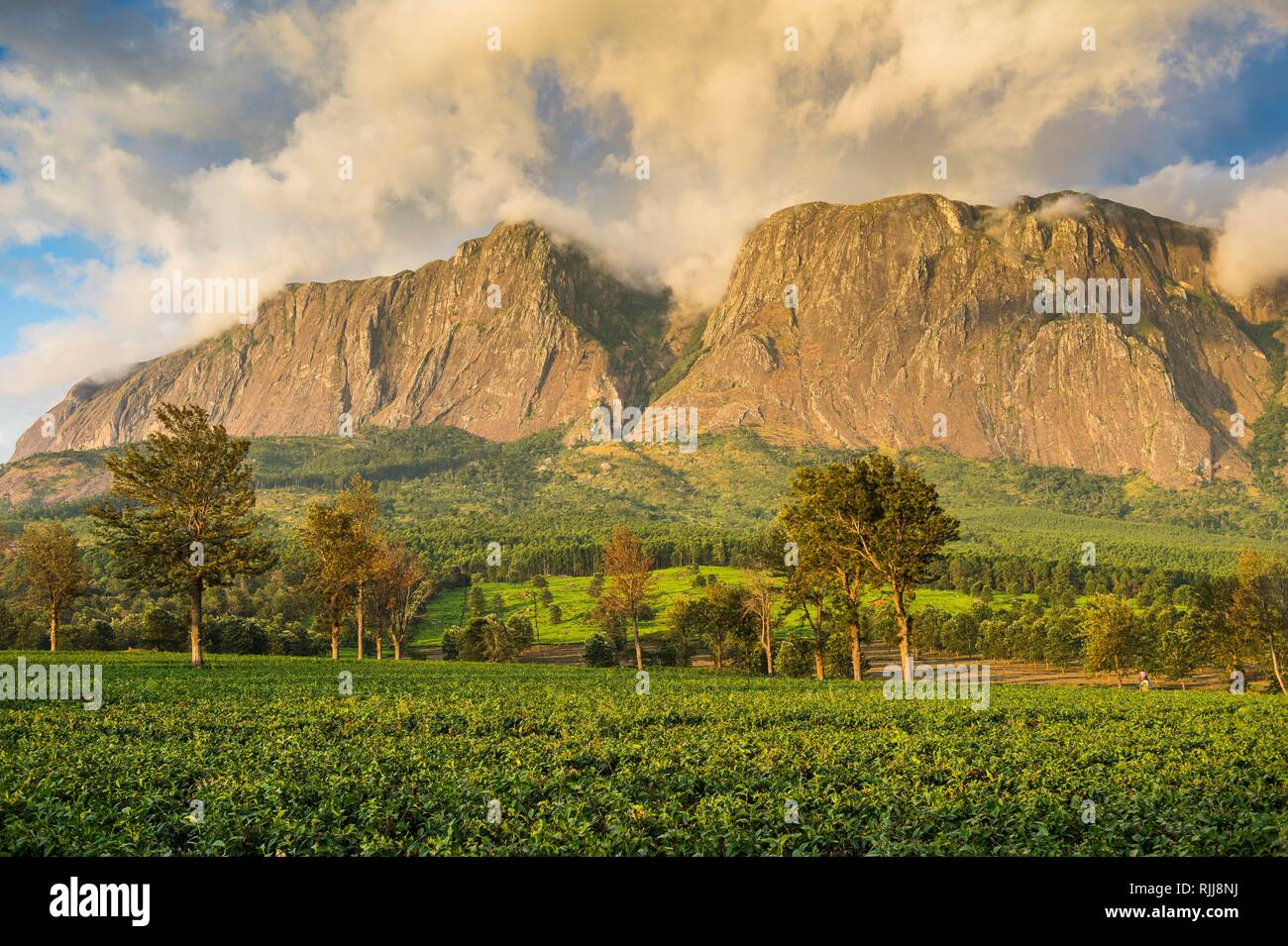 Tea plantation at Mount Mulanje, Malawi Stock Photo