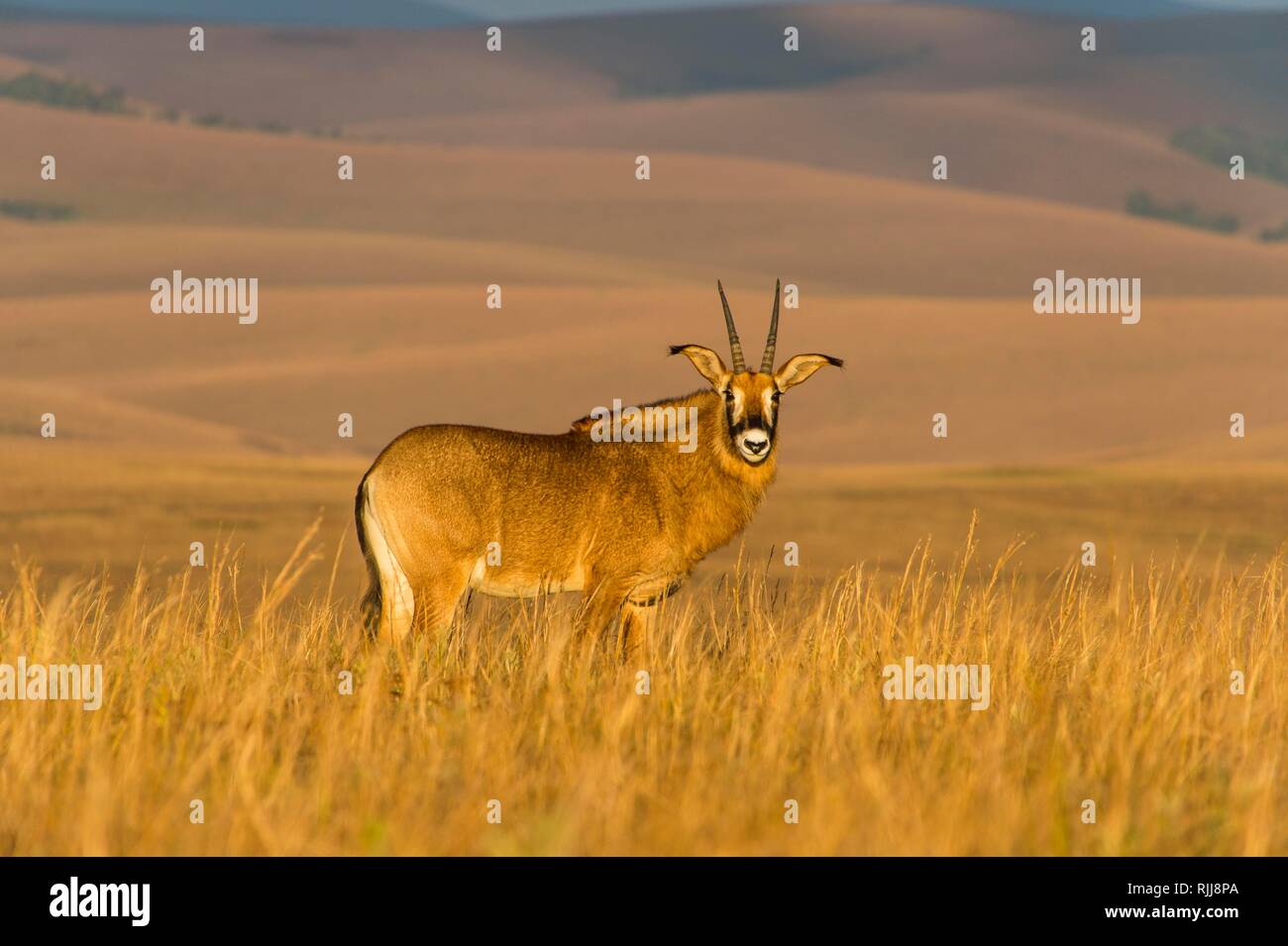 Roan antelope (Hippotragus equinus), Nyika National Park, Malawi Stock Photo