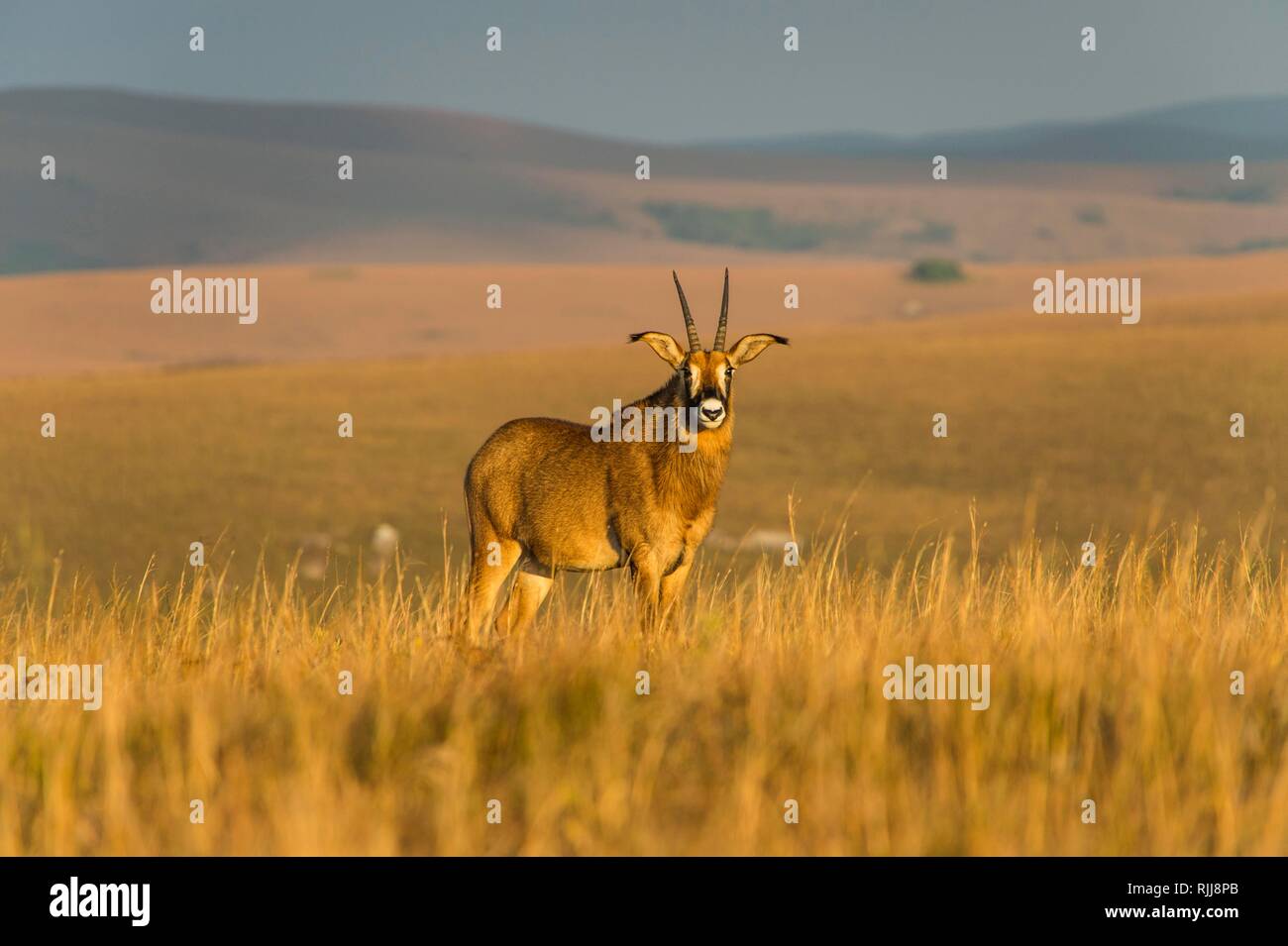 Roan antelope (Hippotragus equinus), Nyika National Park, Malawi Stock Photo