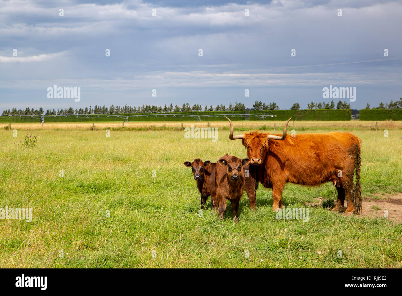 A highland cow with her calves in a field in Canterbury, New Zealand Stock Photo