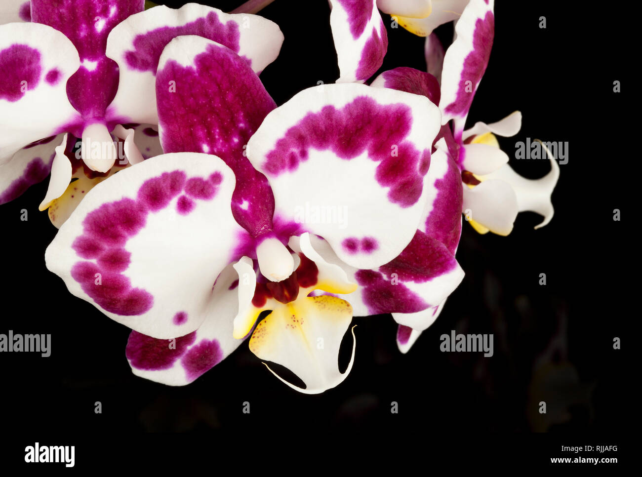 An Orchid flower on a black background Stock Photo