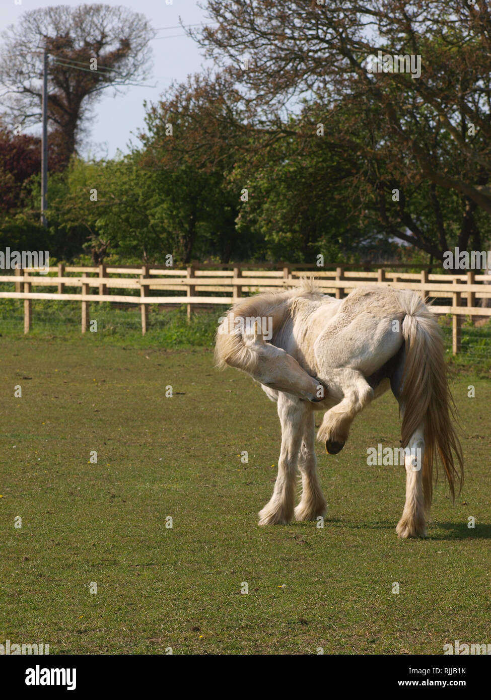 A grey horse bite its leg in order to scratch it Stock Photo Alamy