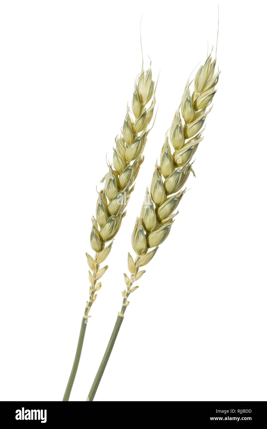 Ears of wheat. Cut out on white background. Stock Photo