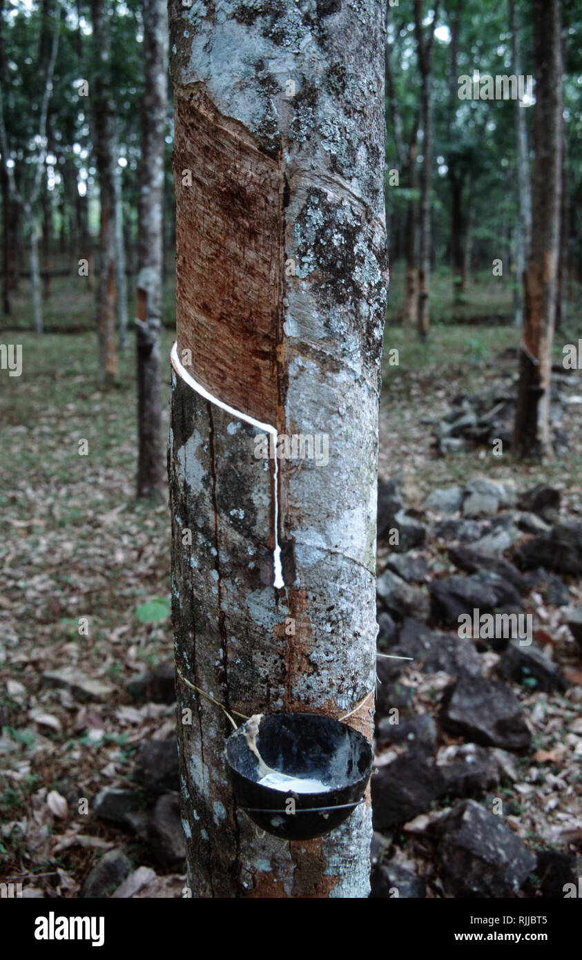 Collecting rubber from trees hires stock photography and images Alamy