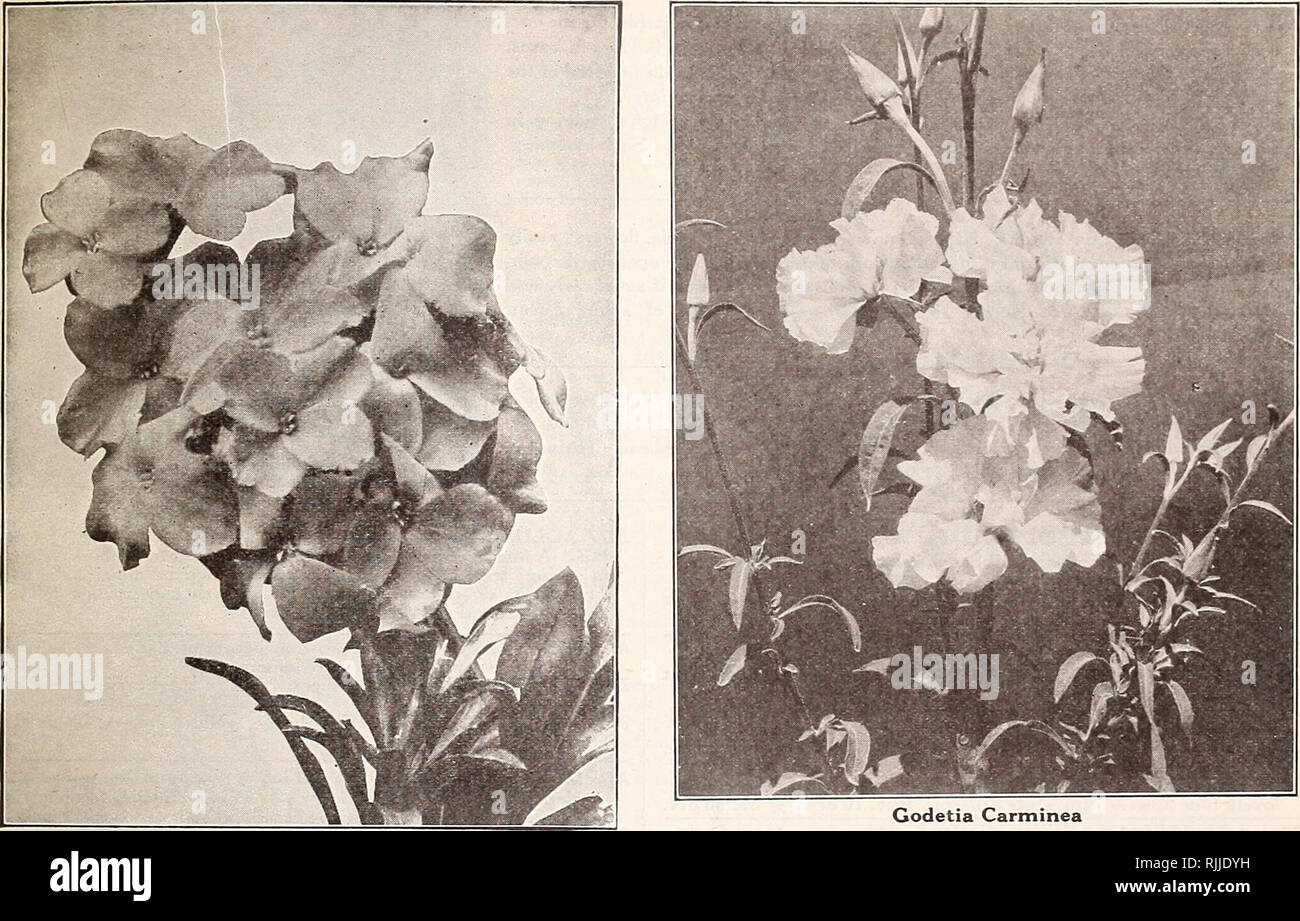 . Beckert's seed store : vegetable seeds flower bulbs. Nurseries (Horticulture) Pennsylvania Pittsburgh Catalogs; Nursery stock Pennsylvania Pittsburgh Catalogs; Vegetables Seeds Pennsylvania Pittsburgh Catalogs; Flowers Seeds Pennsylvania Pittsburgh Catalogs; Bulbs (Plants) Pennsylvania Pittsburgh Catalogs. &quot;Seecb tfou Can't f(eep Down &quot;. Godetia Carminea Wallflower Kewensis. Please note that these images are extracted from scanned page images that may have been digitally enhanced for readability - coloration and appearance of these illustrations may not perfectly resemble the origi Stock Photo
