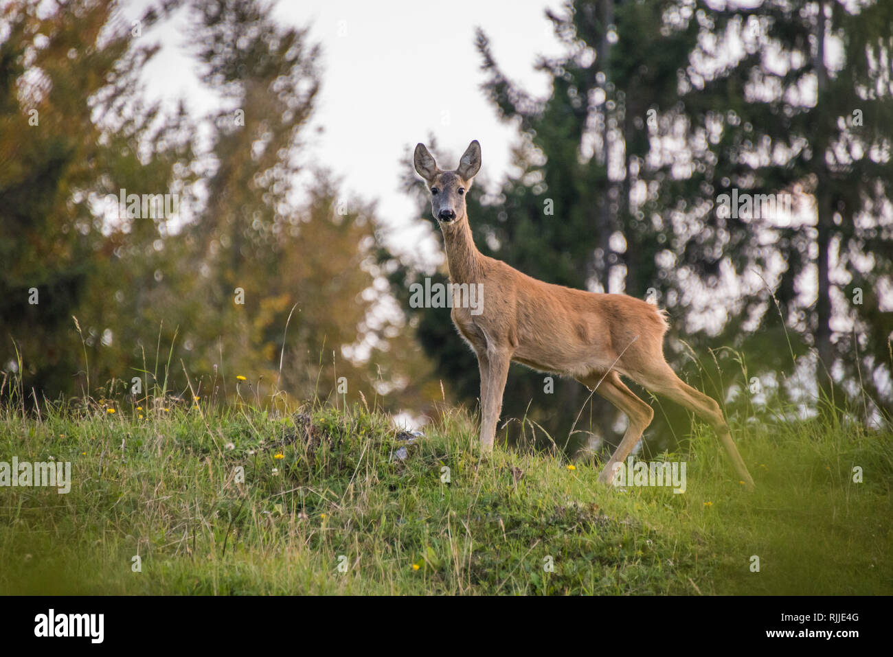 Female deer outdoor in Slovenia Stock Photo