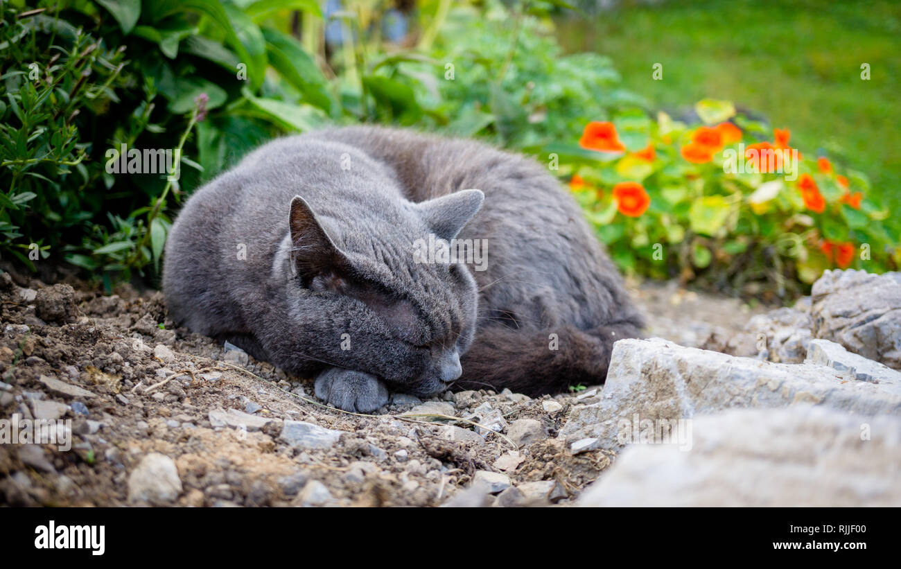 Sleeping cat outdoor in the garden Stock Photo