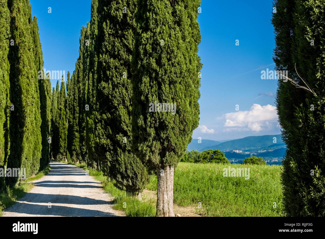 Typical hilly Tuscan countryside with fields and trees, cypress avenue leading to Castello di Romena Stock Photo