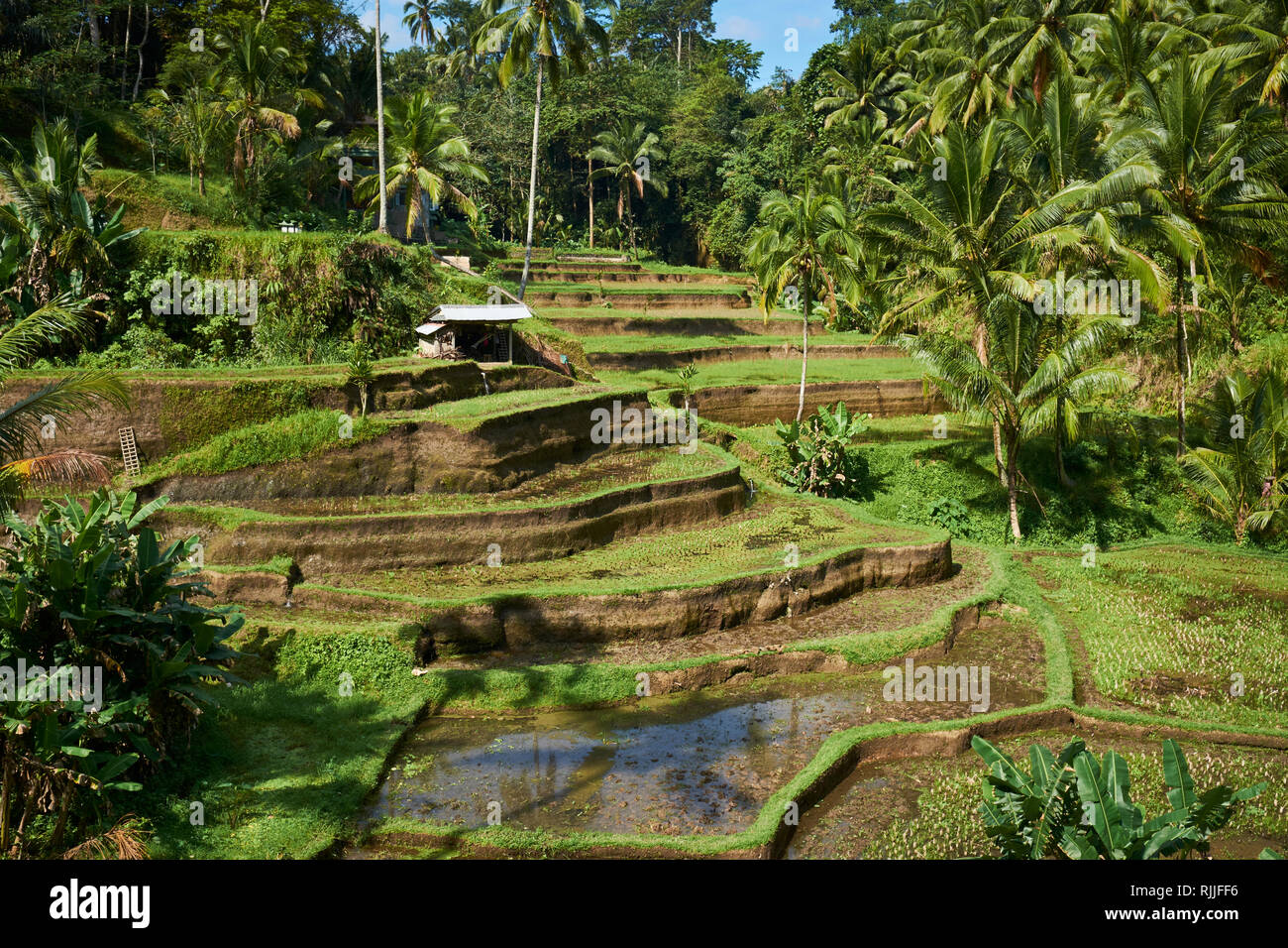 Tegalalang Rice Terrace is one of the famous tourist objects in Bali ...