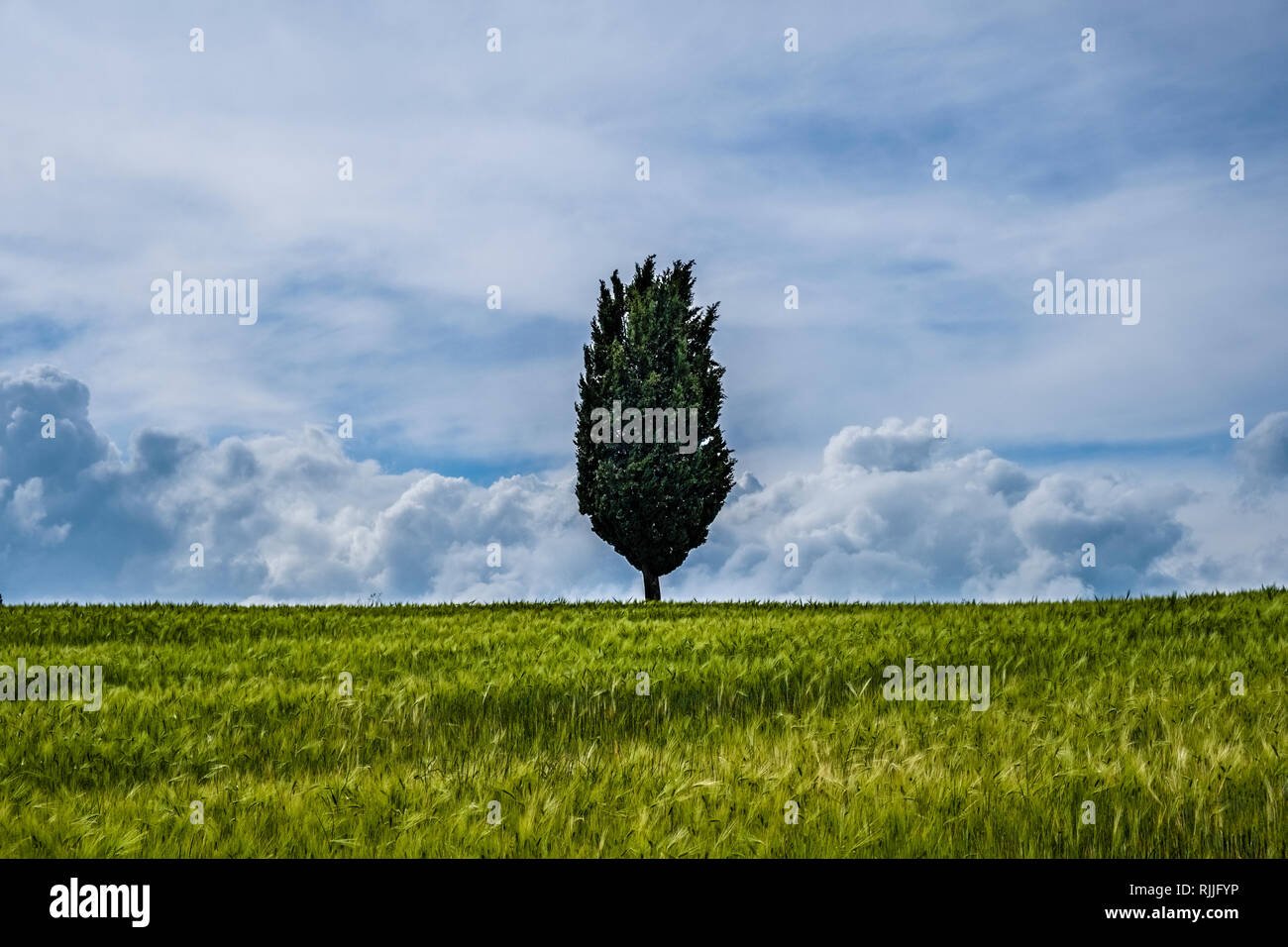 Typical hilly Tuscan countryside in Val d’Orcia with fields and a single cypress Stock Photo
