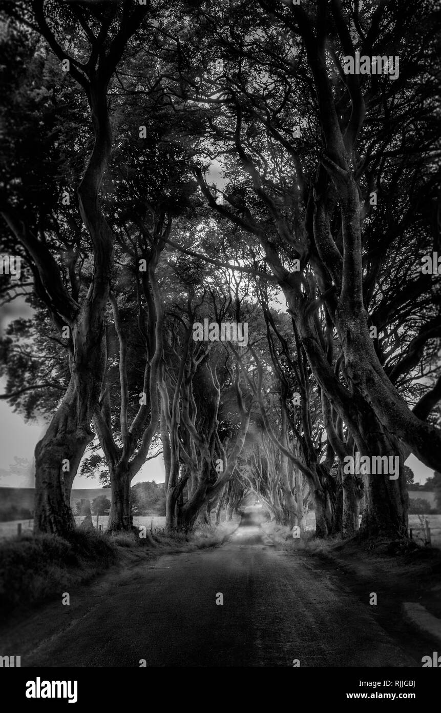 The Dark Hedges, Northern Ireland, make famous by Arya Stark and Game Of Thrones Stock Photo