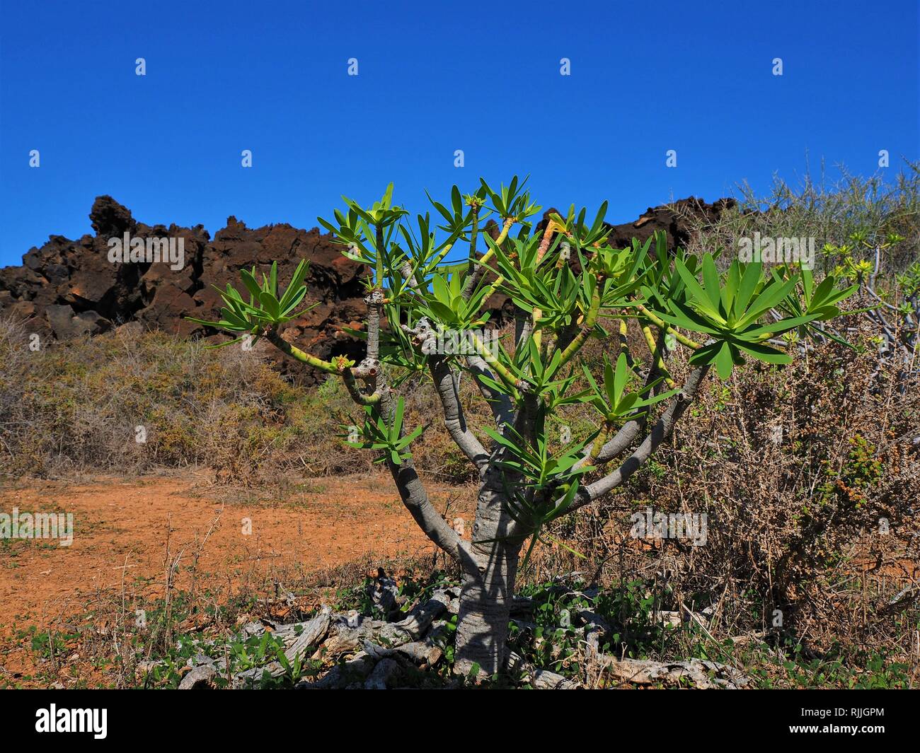 Plants colonising the stark volcanic landscape near Orzola in Lanzarote, the Canary Islands with lava and a dark blue sky Stock Photo