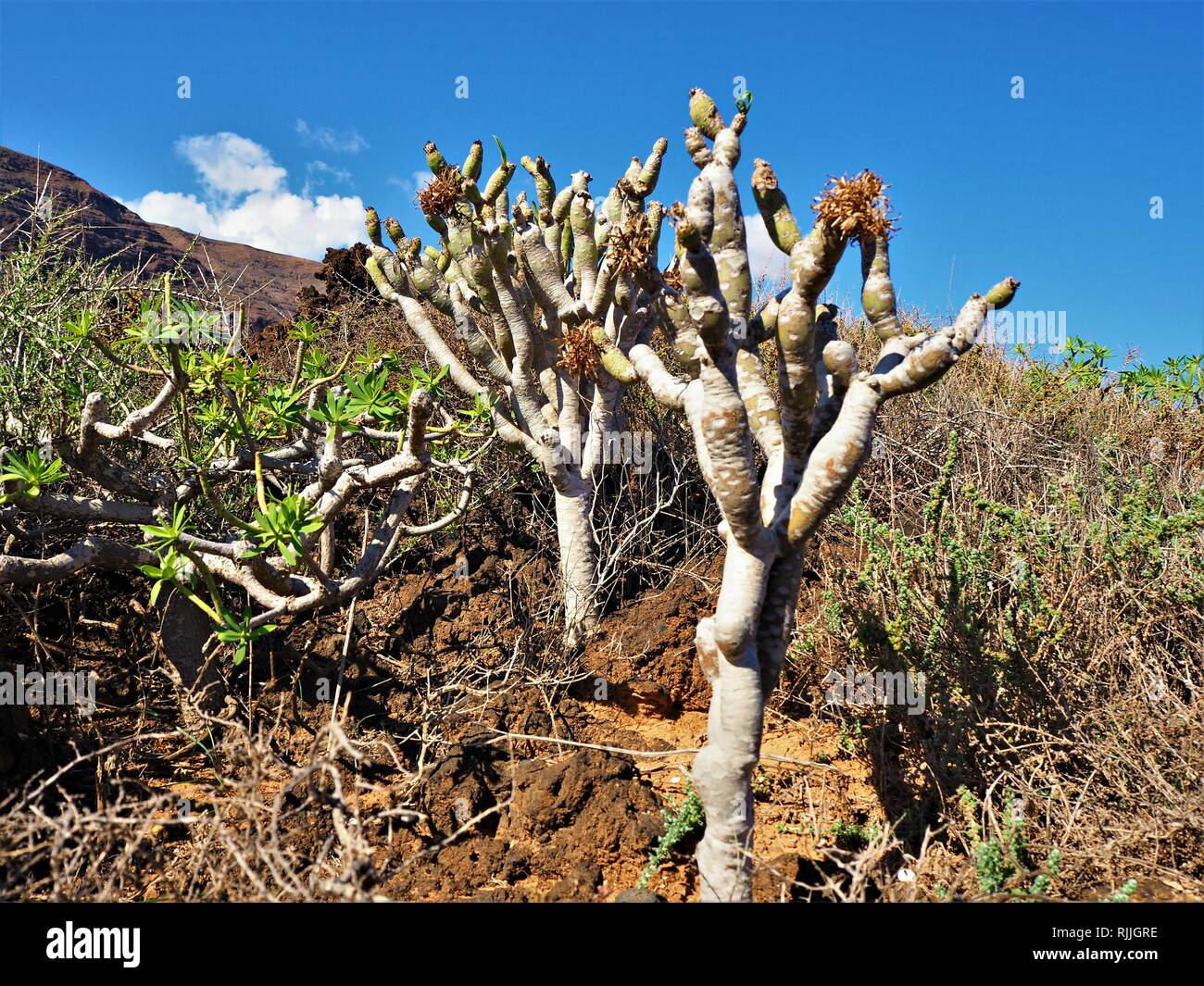 Succulent plants colonising lava in the volcanic landscape near Orzola in Lanzarote, the Canary Islands Stock Photo