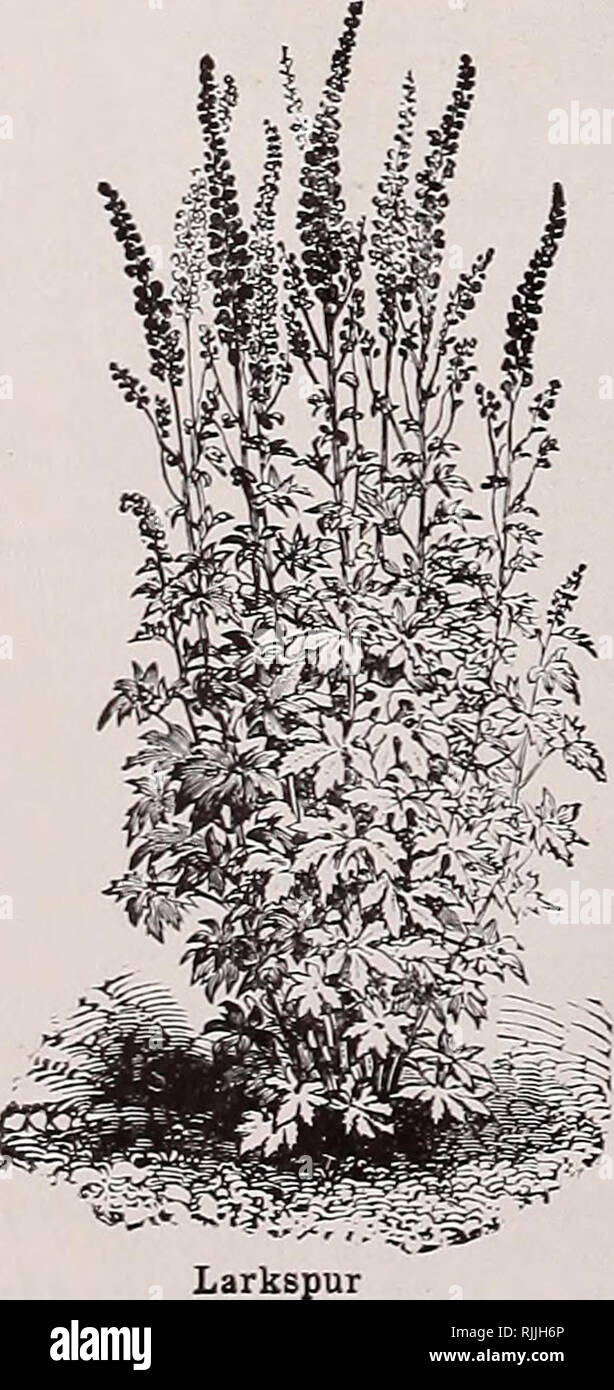 . Beckert's seeds. Commercial catalogs Seeds; Vegetables Seeds Catalogs; Bulbs (Plants) Seeds Catalogs; Fruit Seeds Catalogs; Flowers Seeds Catalogs; Garden tools Catalogs. LOBELIA £rinus speciosa superba. 1) ith lar^e irailiii&quot; line ; truil- wliite eye; ti ailmg. I'kl. 5 11&gt;. Erinus, White Lady. l'irc- wliiu rkn. 10 cts. Speciosa, Crystal Palace. Dai in-. Pkt. 5 els. Crystal Palace compacta. Dark liluc- flowers; line fur edging antl carpet lieddiiig. Pkt. 10 cts. Speciosa superba compacta. Dark blue, with lar^c  bite eye; line. Pkl. 10 cts. Compacta alba. White Lady. Pkt. lu cts. L Stock Photo