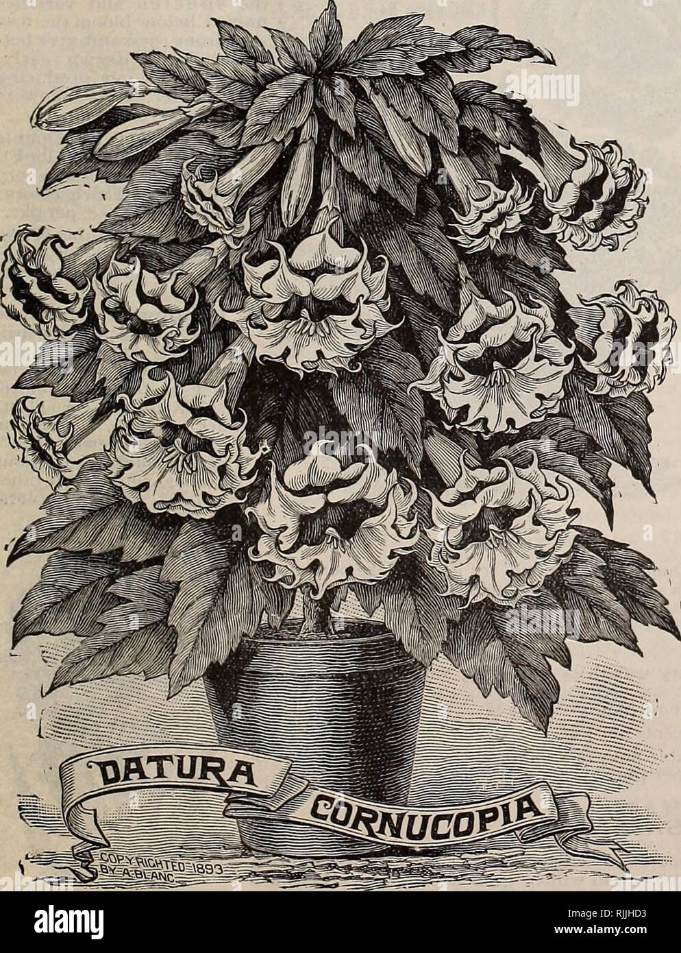 . Beckert's garden field &amp; flower seeds. Commercial catalogs Seeds; Vegetables Seeds Catalogs; Bulbs (Plants) Seeds Catalogs; Fruit Seeds Catalogs; Flowers Seeds Catalogs; Garden tools Catalogs. Chrysantkemuni carinatunt. 5 cents per pkt.. CAMPANULA SPECULUM. (Venus' Looking-Glass.) A pretty, hardy annual form of the Bellflower, covered with flowers of rich deep blue. 5 cts. per pkt. IE^For other varieties of Campanula, see Perennials. CENTRANTHUS MACROSIPHON. Pretty, compact-growing plants, about a foot high, with corymbs of red or white flowers, produced freely all summer. Much used for Stock Photo
