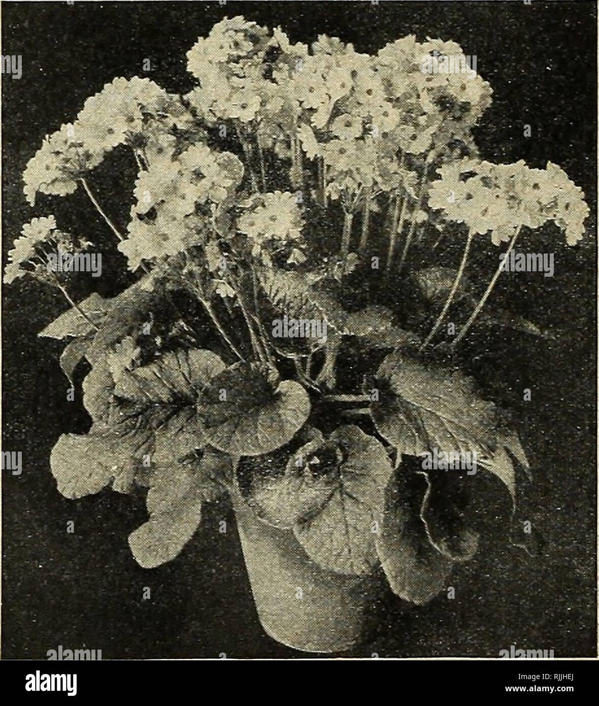 . Beckert's guide to better gardens : spring 1920. Nurseries (Horticulture) Pennsylvania Pittsburgh Catalogs; Nursery stock Pennsylvania Pittsburgh Catalogs; Flowers Seeds Pennsylvania Pittsburgh Catalogs; Bulbs (Plants) Pennsylvania Pittsburgh Catalogs; Gardening Pennsylvania Pittsburgh Equipment and supplies Catalogs. Primula sinensis, Giant Pink Half-hardy Primulas Useful for pot culture or for rock- eries and borders. While hardy under favorable conditions of soil and moisture, it is prudent to protect them over winter, particularly against saturation of soil by water. 1985 Auricula. Vigor Stock Photo