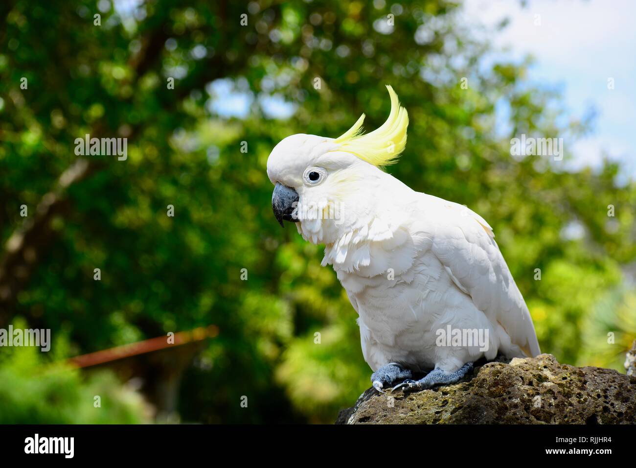 White cockatoo photo hi-res stock photography and images - Alamy