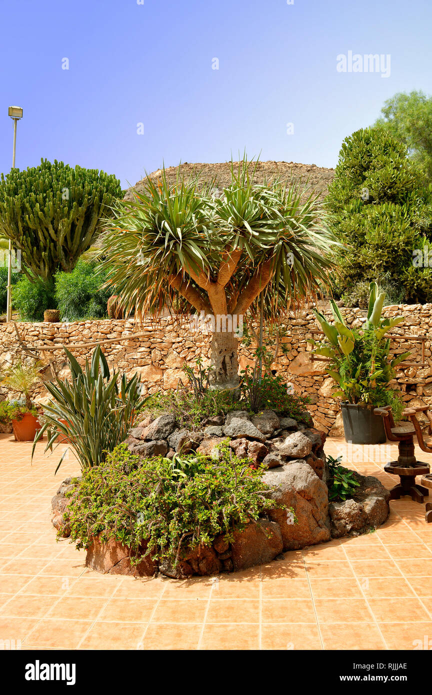 Cactus and succulent garden in La Oliva, Fuerteventura one of the Canary  Islands Stock Photo - Alamy