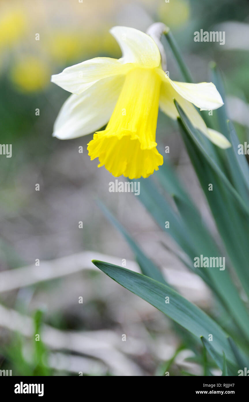 Blühende Narzisse - grüne Pflanze mit gelber Blüte Stock Photo