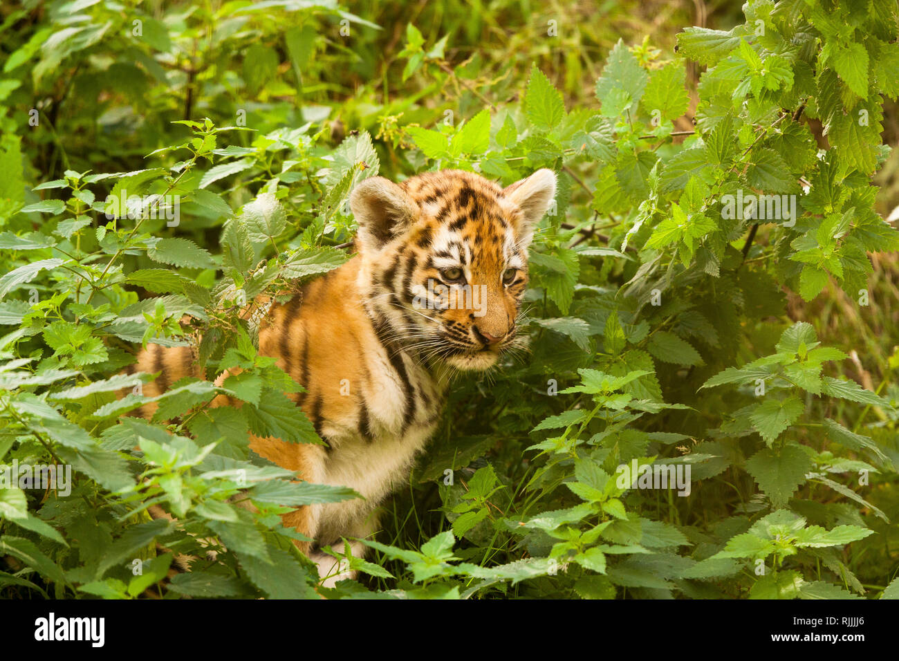 Amur Siberian Tiger Cub Panthera Tigris Altaica Walking Through