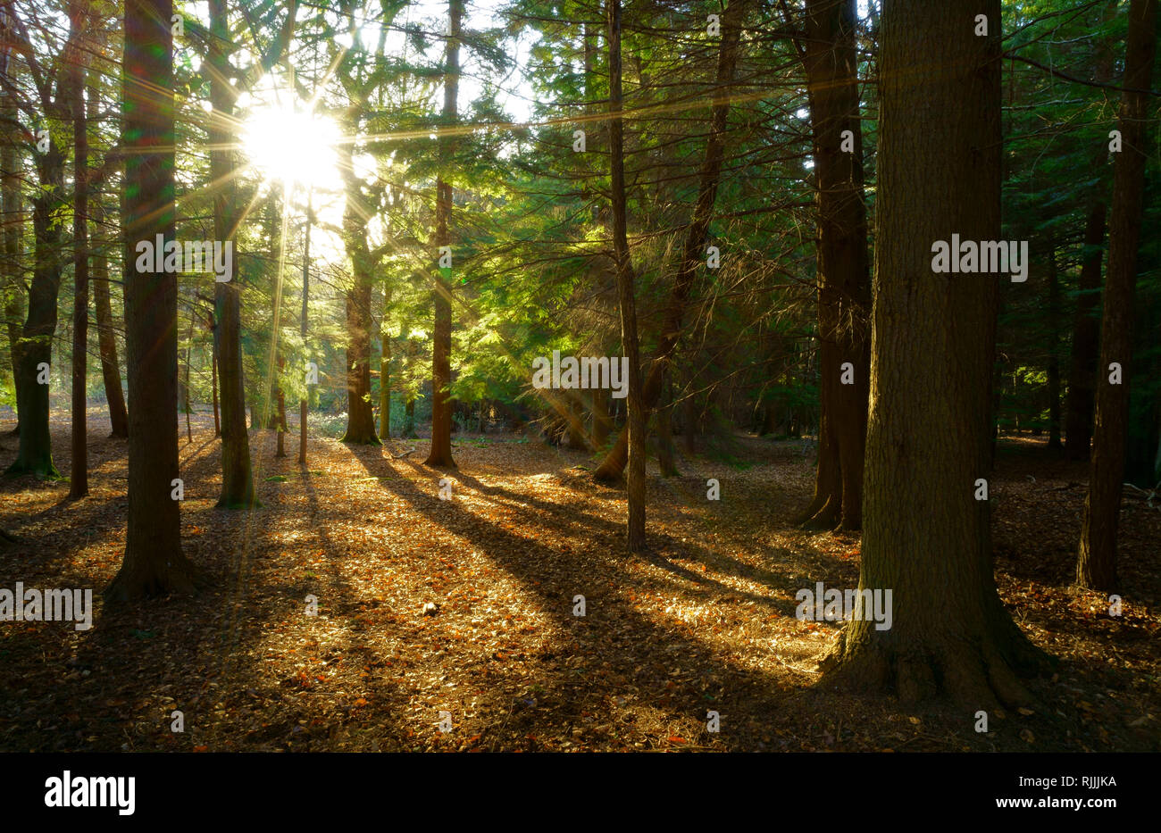 Sunburst through the trees on Ashdown forest Stock Photo