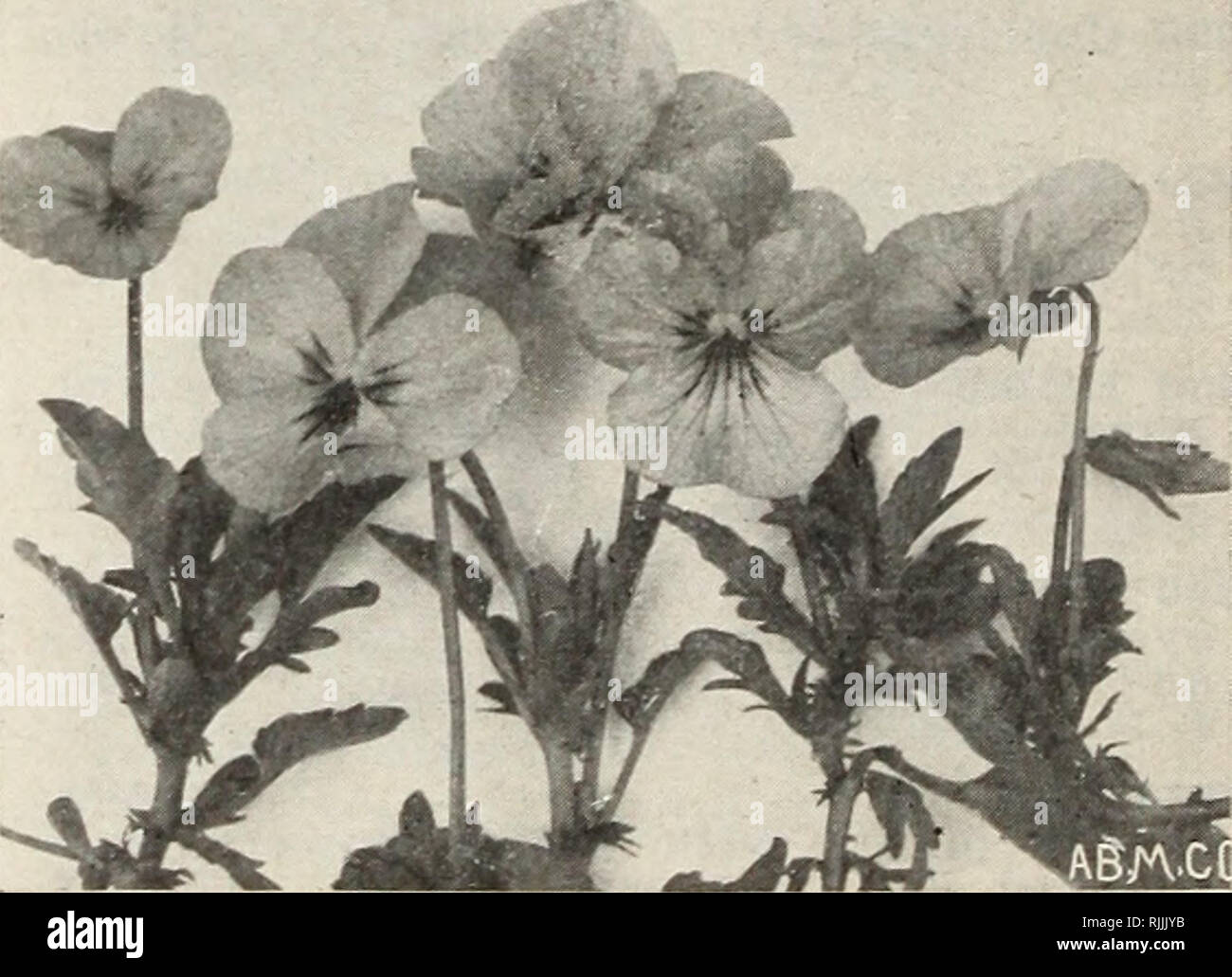 When Is The Best Time To Plant Flowers In Pennsylvania Best Flower Site