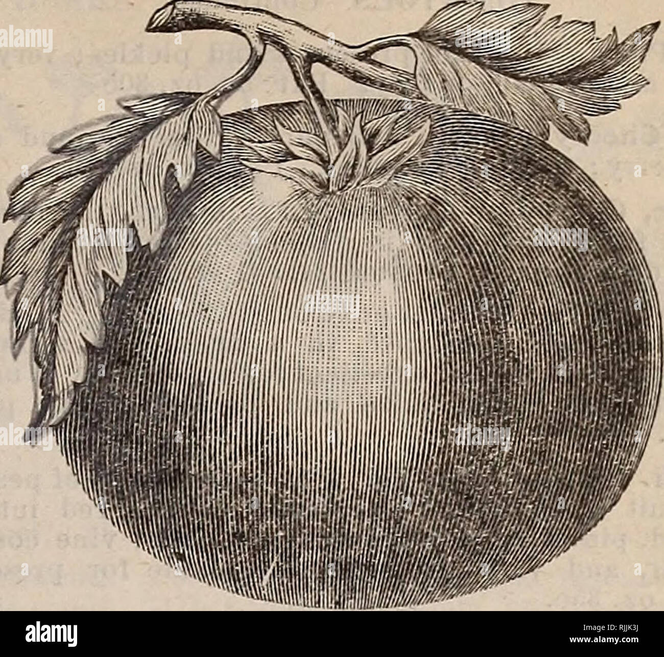 Beckert S Descriptive Illustrated Seed Catalogue Vegetable Flower And Field Seeds Commercial Catalogs Seeds Vegetables Seeds Catalogs Fruit Seeds Catalogs Flowers Seeds Catalogs Garden Tools Catalogs J Beckert S Dwarf Champion Fa Beckert S