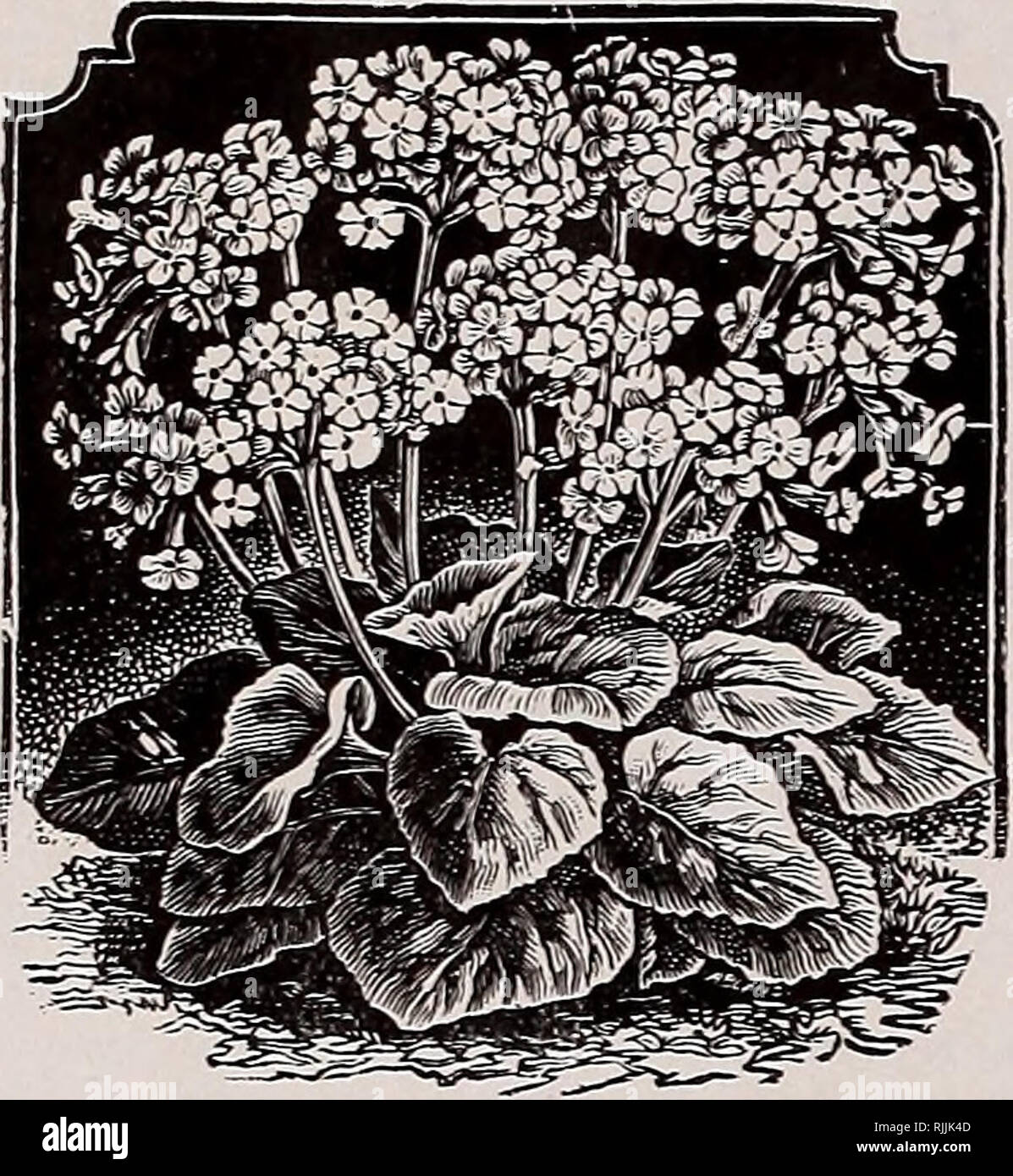 . Beckert's garden, flower and lawn seeds. Commercial catalogs Seeds; Vegetables Seeds Catalogs; Bulbs (Plants) Seeds Catalogs; Fruit Seeds Catalogs; Flowers Seeds Catalogs; Garden tools Catalogs. 46 Wm. C. Beckert's Seeds of Greenhouse Plants, Pittsbnrg, Pa.. PRIMUX^A. OBCOXICA PRIMULA. FRINGED DOUBLE-FLOWERING These fine doubles come almost true from seed. Alba flore pleno. Double white. Pkt. 50 cts. Carminea flore pleno. Double red. Pkt. 50c. Double Mtxed. Pkt. 50 cts. Chlnensis SteUata (Star Primroses). A very useful new class. iSTice for pot cul- ture or cutting. Sev- eral varieties have  Stock Photo