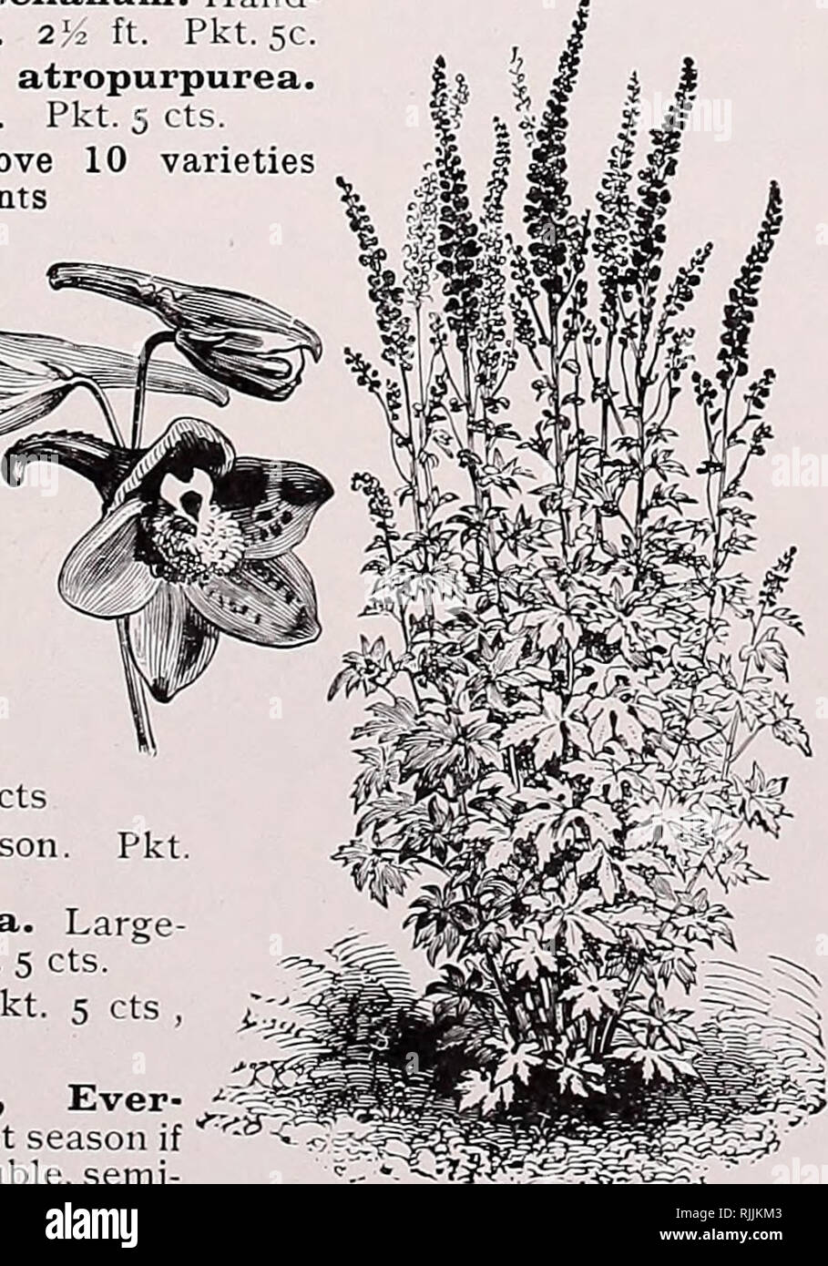 . Beckert's garden, flower &amp; lawn seeds. Commercial catalogs Seeds; Vegetables Seeds Catalogs; Bulbs (Plants) Seeds Catalogs; Fruit Seeds Catalogs; Flowers Seeds Catalogs; Garden tools Catalogs. Pkt. 5 cts. Small v^rhite spikes. for 35 cents GODETIA Bright and at- tractive compact ^g^^ growing plants, al- ways gay with a crop of their prettv flowers. Gloriosa. Flow- ers large and brilliant red ni color. Pkt. 5c. Duke of Albany. Satiny white. Pkt. 5 cts Brilliant. Bright crimson sets. Grandiflora compaeta. Large- flowering white. Pkt. 5 cts- Mixed. All colors. Pkt. 5 cts , oz. 30 cts. HOI^I Stock Photo