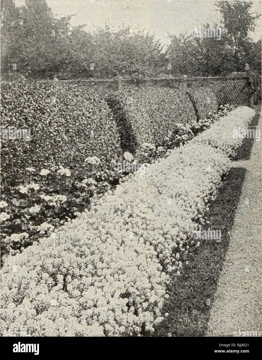 . Beckert seed &amp; bulb company : 1927. Nurseries (Horticulture) Pennsylvania Pittsburgh Catalogs; Nursery stock Pennsylvania Pittsburgh Catalogs; Flowers Seeds Pennsylvania Pittsburgh Catalogs; Bulbs (Plants) Pennsylvania Pittsburgh Catalogs; Gardening Pennsylvania Pittsburgh Equipment and supplies Catalogs. Achillea, The Pearl. 500 ABRONIA uinbellata (Sand Verbena). PH. Pretty trailing plants bearing fra- grant, rosy lilac, verbena-like flower heads. Use for rock gardens or hanging baskets. Pkt., 10c. 510 ABUTILON, Choice Hybrids (Flowering Maple). PT. Everblooming greenhouse shrubs with d Stock Photo