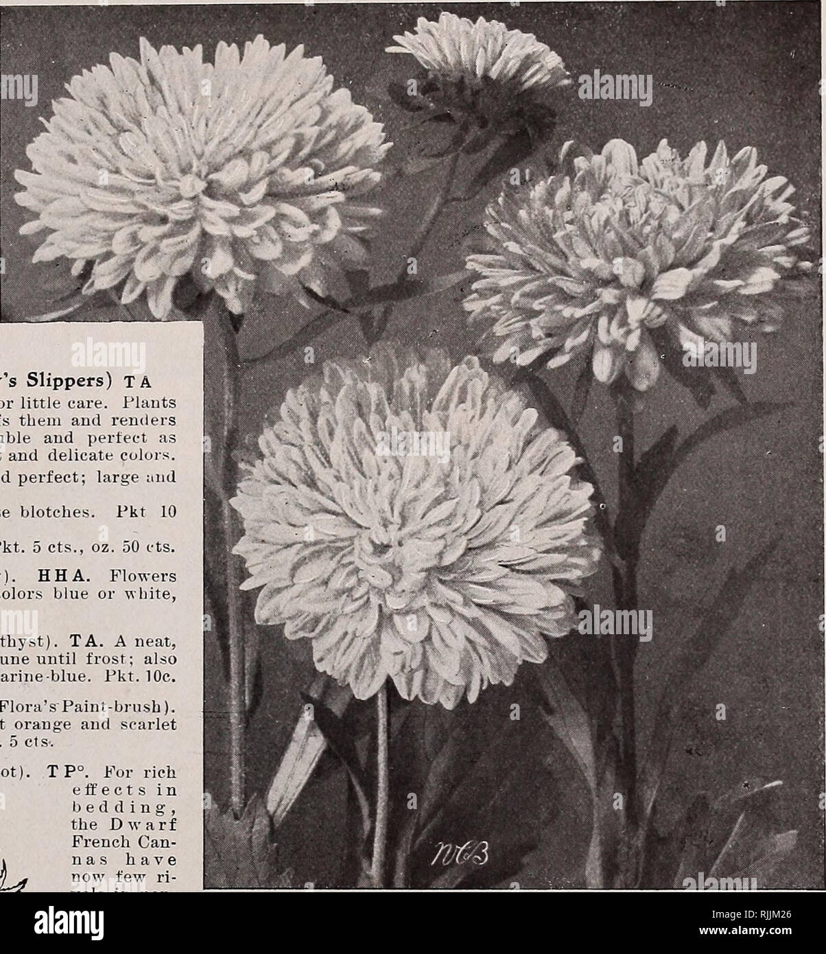 A picture of a cattle What flowers can i plant now in victoria