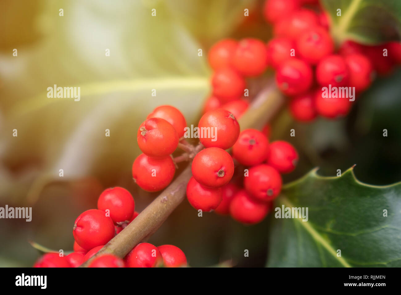 Holly green foliage with matures red berries. Ilex aquifolium or