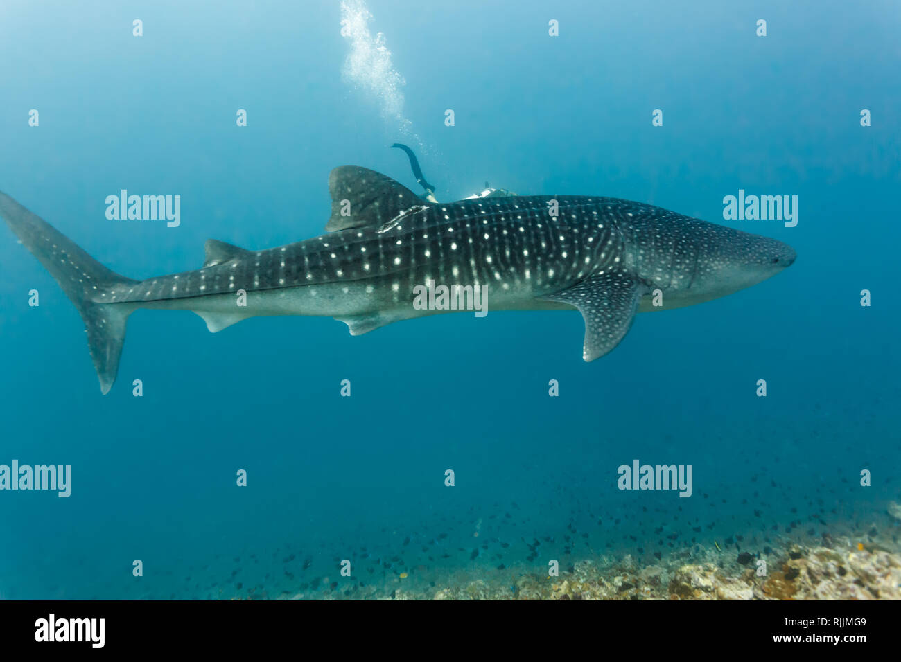Whale Shark Side View