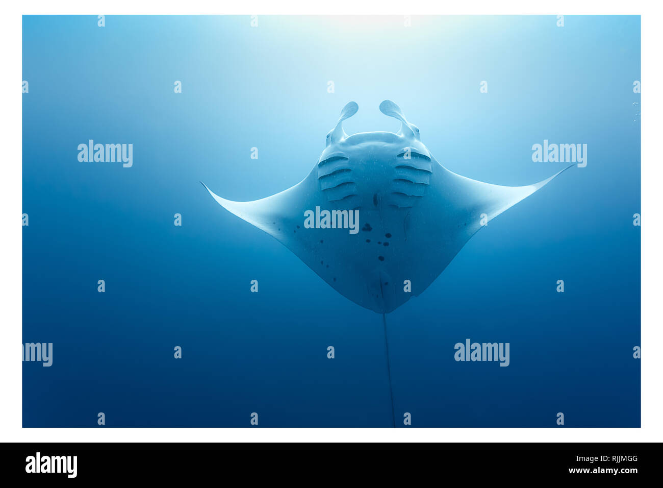 Portrait of underside of single giant manta ray Stock Photo