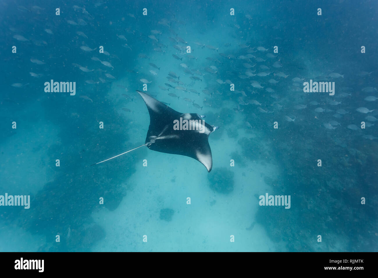 Black and white pattern of a manta rays, Mobula alfredi, spread wings as it gluides over a coral reef and through a school of fish Stock Photo
