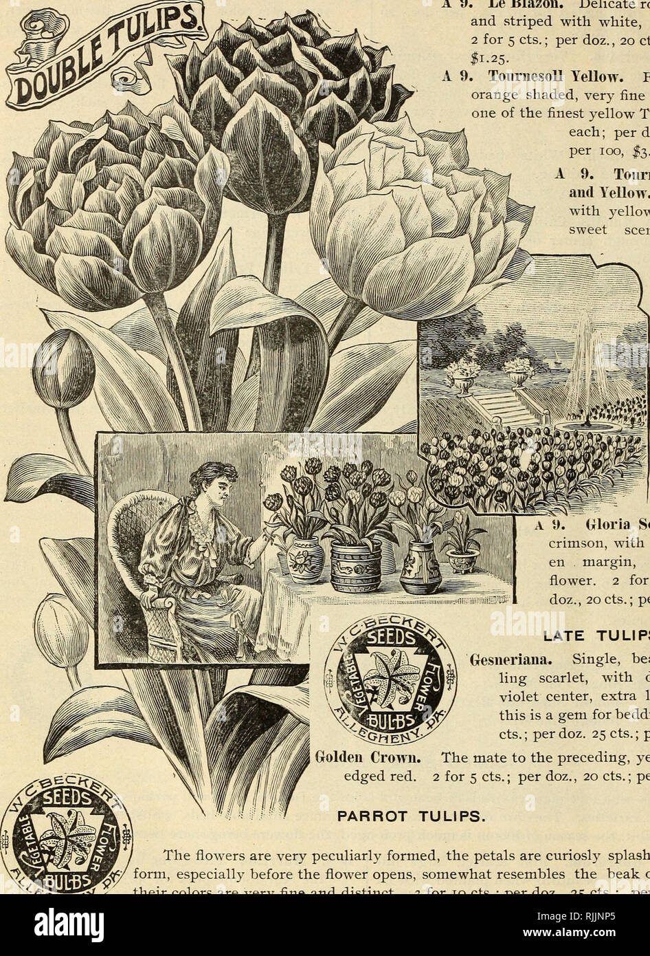 . Beckert's bulbs. Commercial catalogs Seeds; Bulbs (Plants) Seeds Catalogs; Flowers Seeds Catalogs; Garden tools Catalogs. lO WM. C. BECKERT, ALLEGHENY, PA, NAMED EARLY DOUBLE TULIPS.-CONTINUED. A 9 . Le Blazon. Delicate rose, shaded and striped with white, extra fine. 2 for 5 cts.; per doz., 20 cts.: per 100, I1.25. ToiiriiesoU Yellow. Fine yellow, orange shaded, very fine for forcing, one of the finest yellow Tulips. 5 cts each; per doz., 40 cts,; per 100, 13.00. A 9. Tournesoll Red and Yellow. Bright red with yellow edge, very sweet scented, large flower, no other dou- ble Tulip may be as  Stock Photo