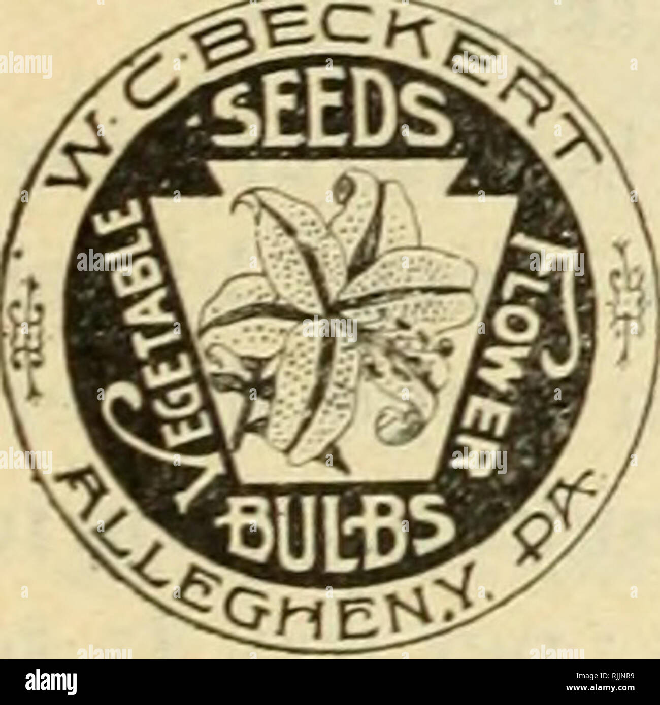 . Beckert's bulbs. Commercial catalogs Seeds; Bulbs (Plants) Seeds Catalogs; Flowers Seeds Catalogs; Garden tools Catalogs. BULBS AND SEEDS FOR AUTUMN, 1896. 9 SINGLE EARLY TULIPS.-CONTINUED. B 9. President Lincoln. Bright lilac violet, extra fine for bedding. 3 for 10 cts.; per doz., 20 cts.; per 100, I1.25. B 12. Proserpine. Very fine glossy carmine pink, large flower. This very striking Tulip is unique in color and forces well, also a fine bedder. 5 cts. each; per doz., 35 cts.; per 100, I2.50. B 9. Rachel Ruiscli. White shaded pink, fine for forcing and bedding. 3 for 10 cts.; per doz., 25 Stock Photo