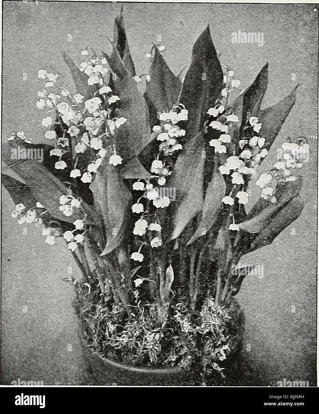 . Beckert's bulb catalogue. Nurseries (Horticulture) Pennsylvania Pittsburgh Catalogs; Nursery stock Pennsylvania Pittsburgh Catalogs; Flowers Seeds Pennsylvania Pittsburgh Catalogs; Bulbs (Plants) Pennsylvania Pittsburgh Catalogs; Gardening Pennsylvania Pittsburgh Equipment and supplies Catalogs. Gladiolus nanus Lily-of-the-Valley NERINE sarniensis (Guernsey Lily). Flower dark Each Doz. salmon, turning to carmine; about 2 inches across and borne on stems 18 to 24 inches high. Blooms a few weeks after being started SO 25 $2 50 VALLOTA purpurea (Scarborough Lily). Produces strong spikes of bril Stock Photo